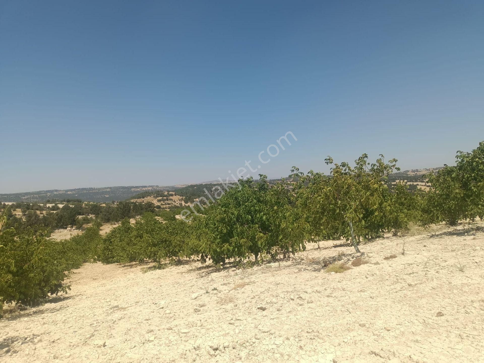 Aydıncık Emlaktan Satılık Ceviz Bahçesi 48.645m2 - Görsel 21