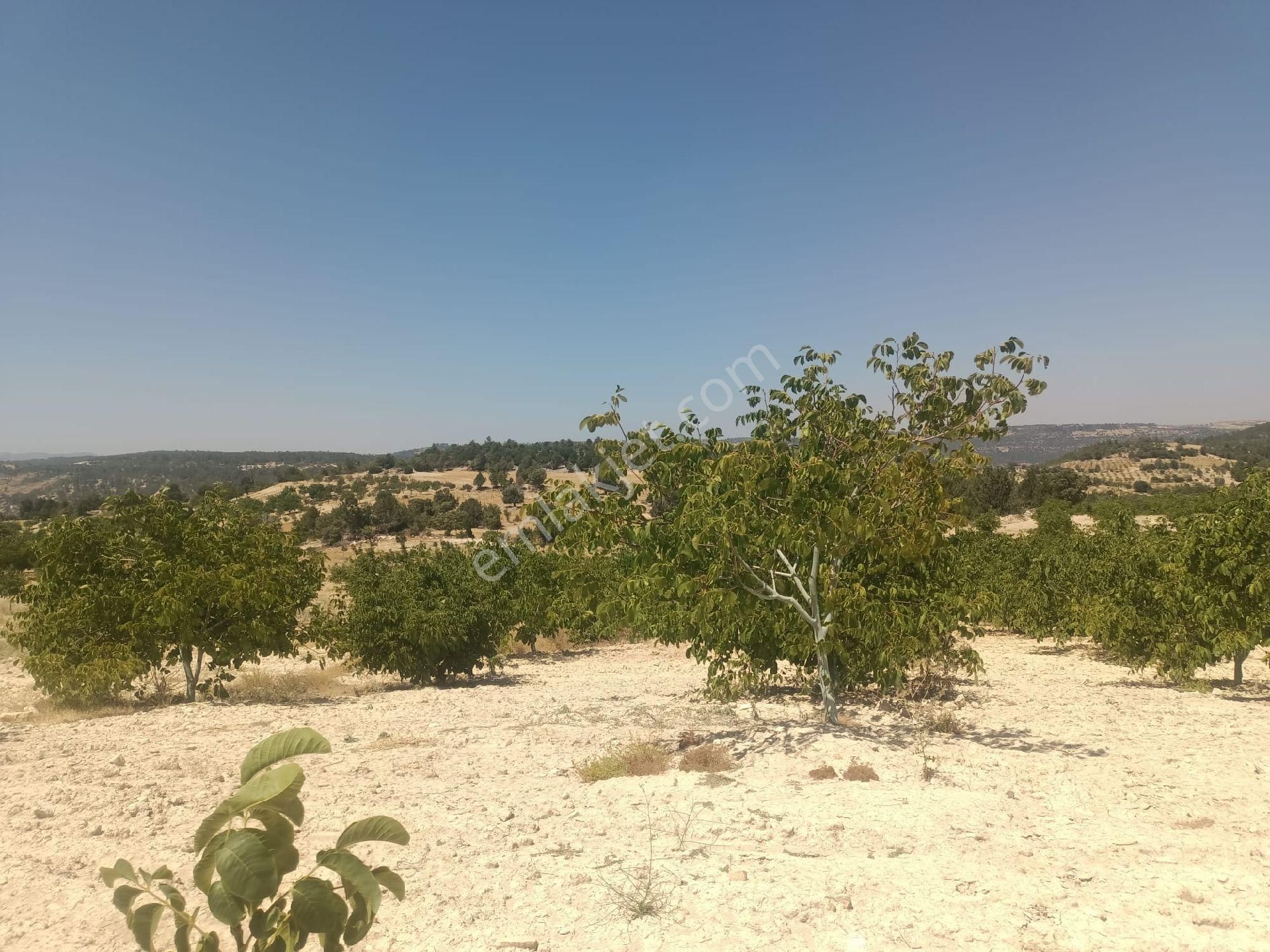 Aydıncık Emlaktan Satılık Ceviz Bahçesi 48.645m2 - Görsel 17