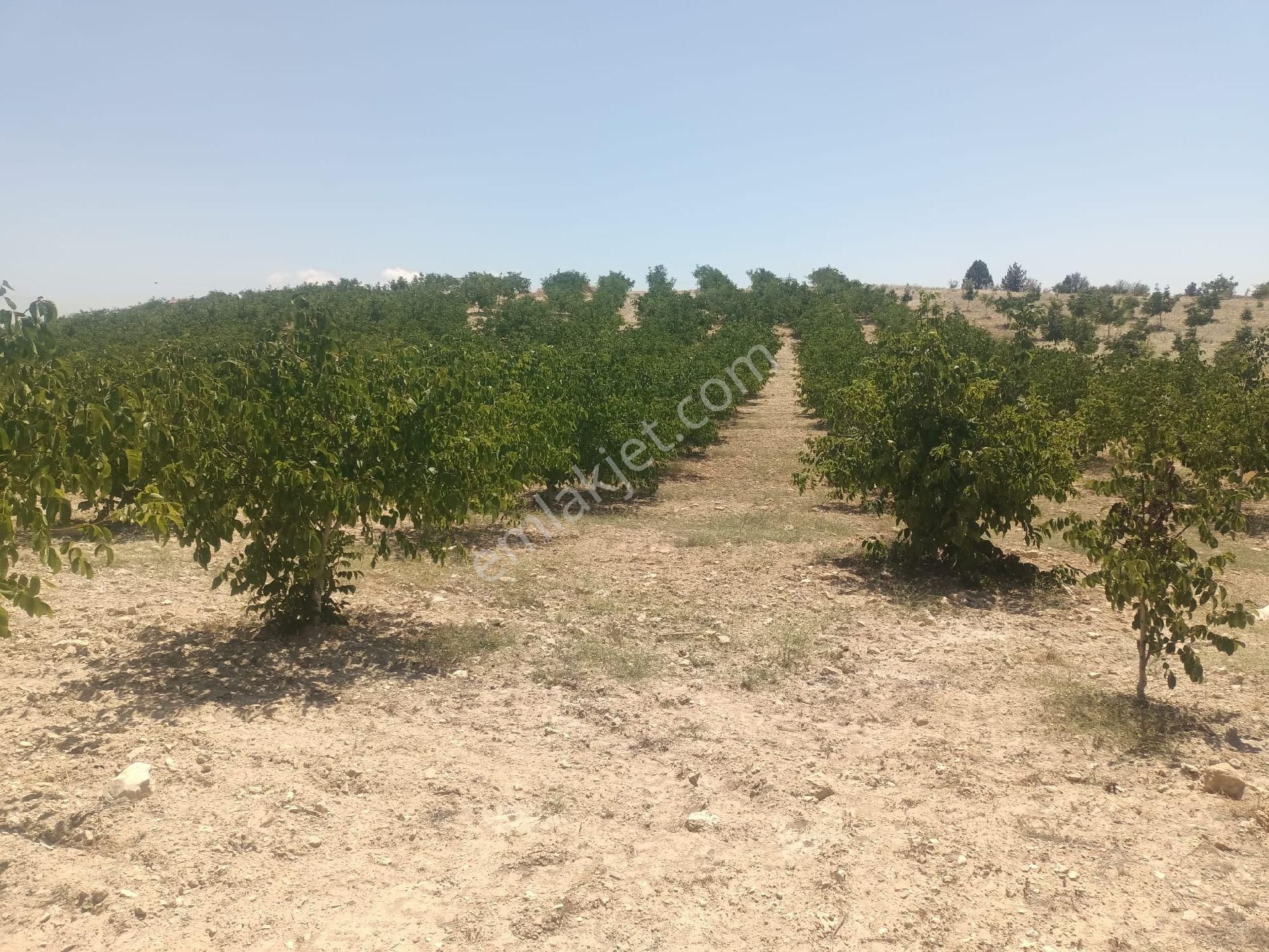 Aydıncık Emlaktan Satılık Ceviz Bahçesi 48.645m2 - Görsel 12