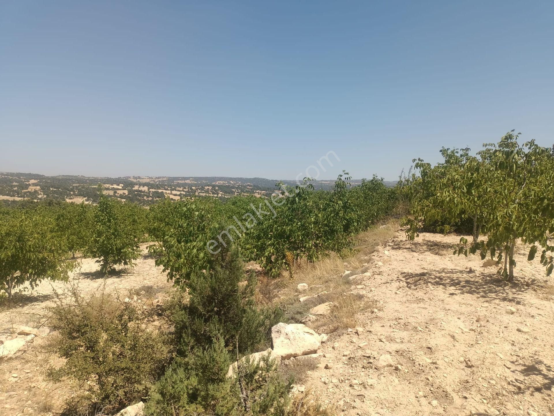 Aydıncık Emlaktan Satılık Ceviz Bahçesi 48.645m2 - Görsel 3