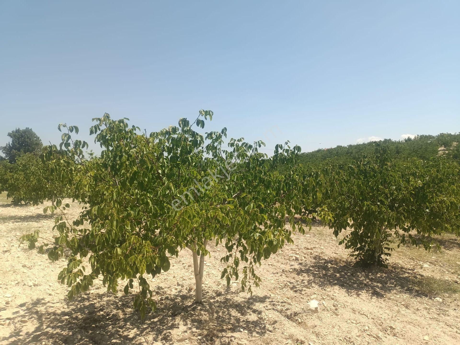 Aydıncık Emlaktan Satılık Ceviz Bahçesi 48.645m2 - Görsel 9