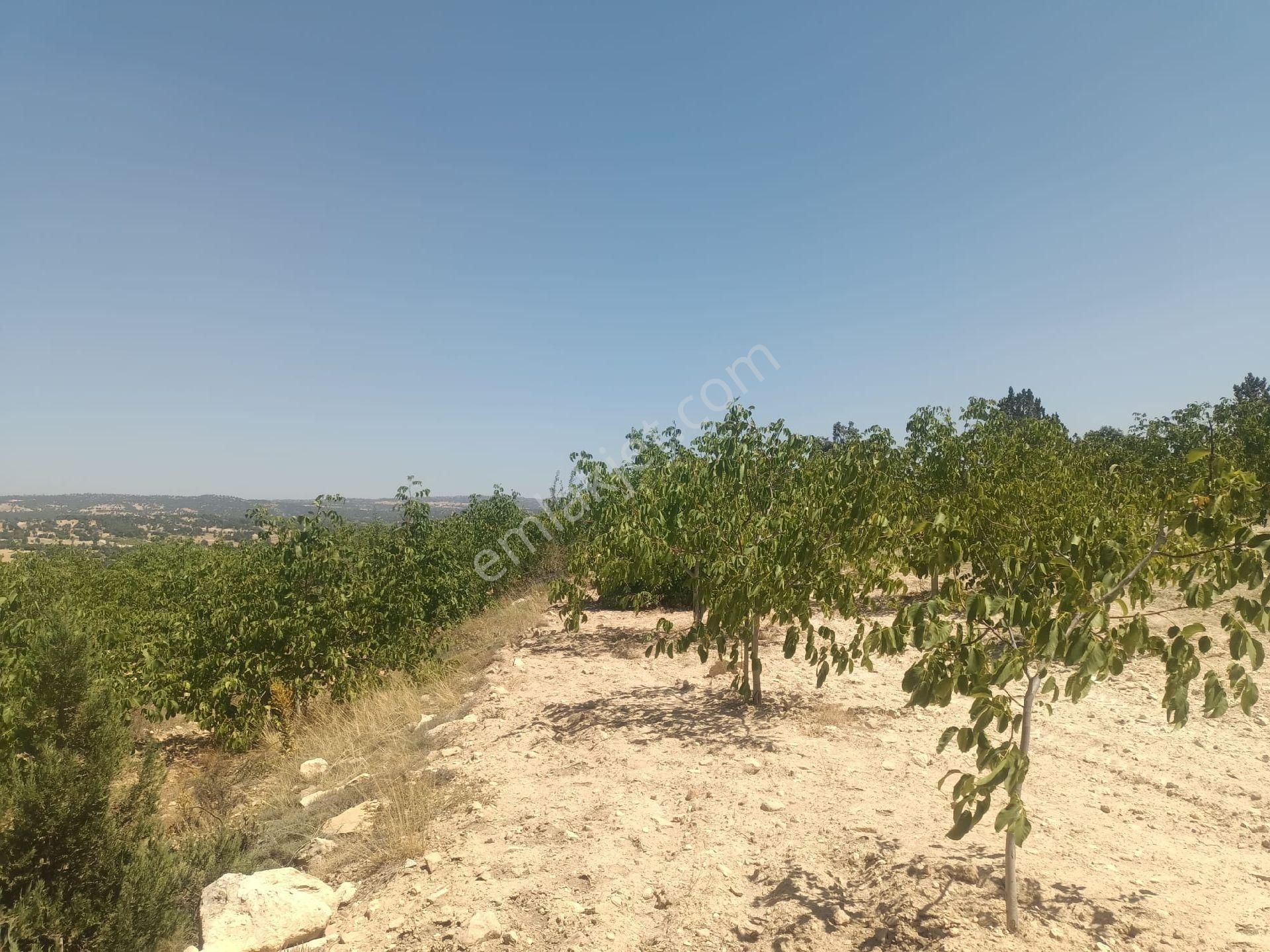 Aydıncık Emlaktan Satılık Ceviz Bahçesi 48.645m2 - Görsel 2