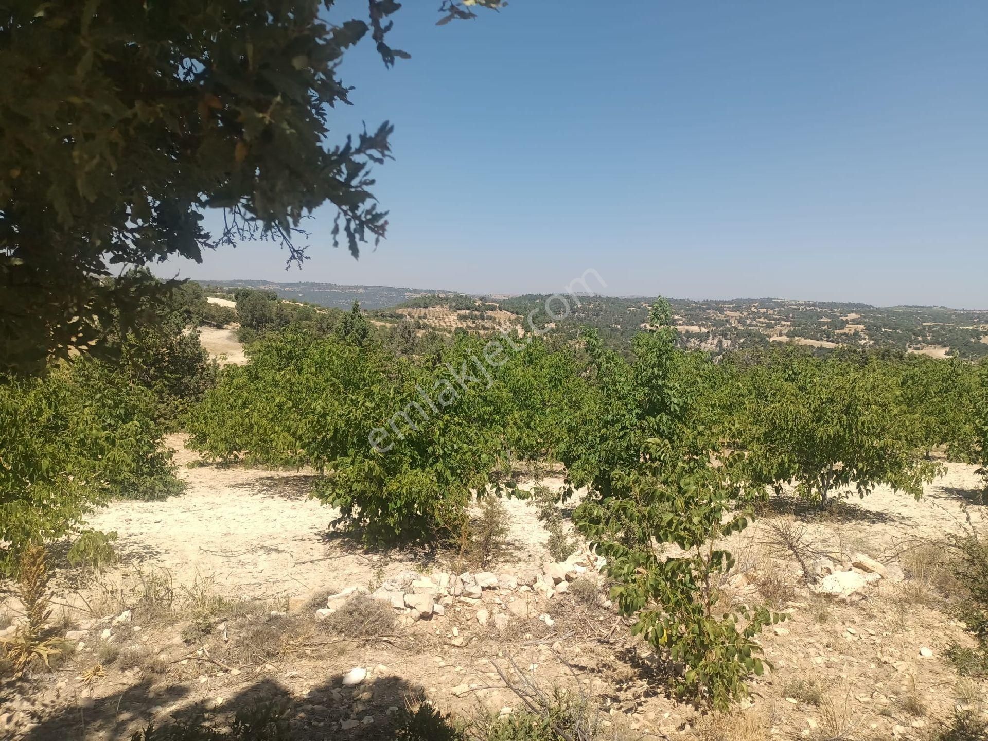 Aydıncık Emlaktan Satılık Ceviz Bahçesi 48.645m2