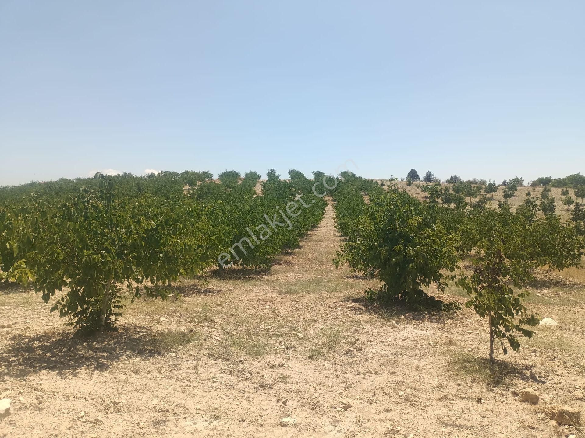 Aydıncık Emlaktan Satılık Ceviz Bahçesi 48.645m2 - Görsel 4
