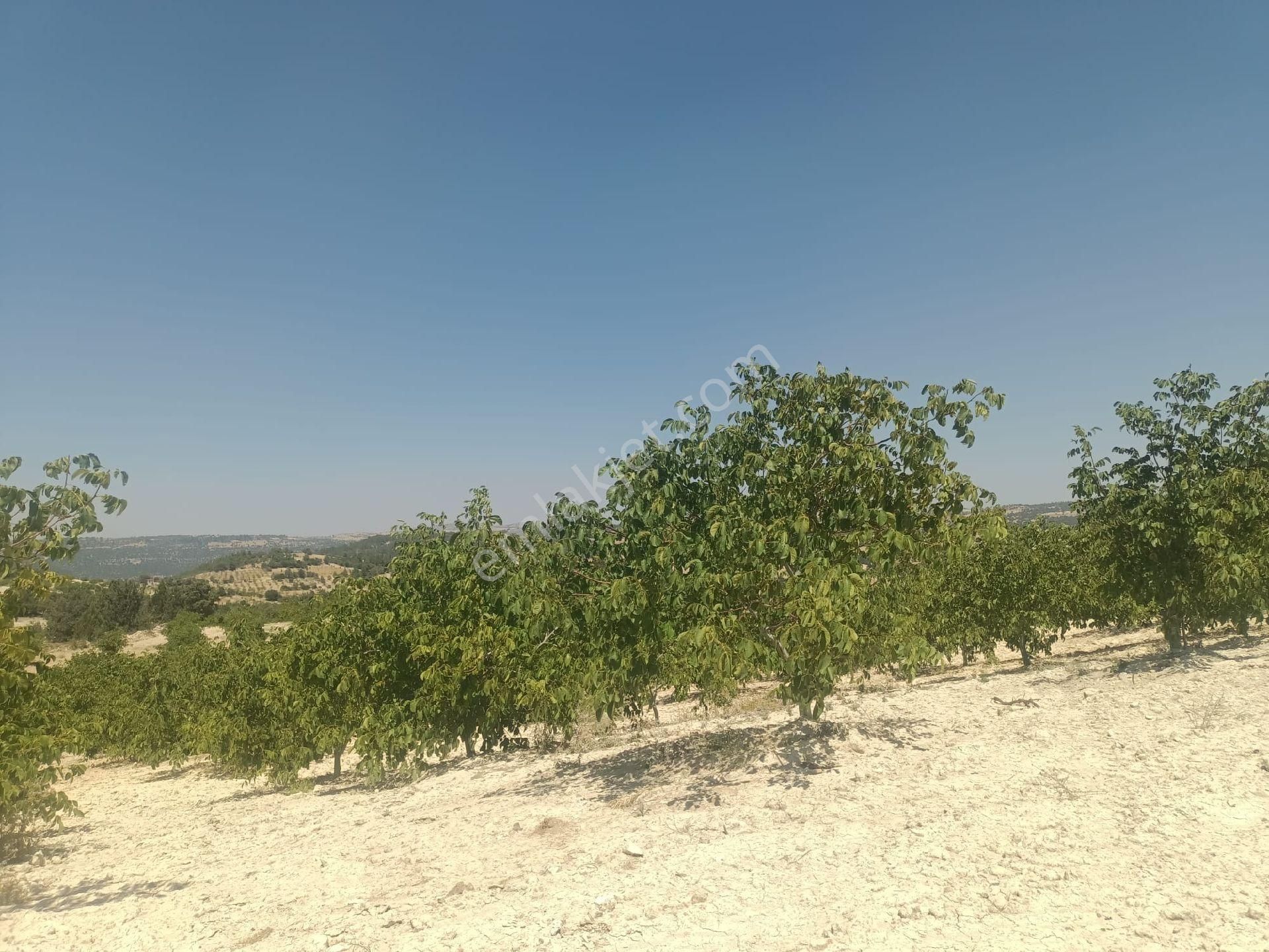 Aydıncık Emlaktan Satılık Ceviz Bahçesi 48.645m2 - Görsel 13