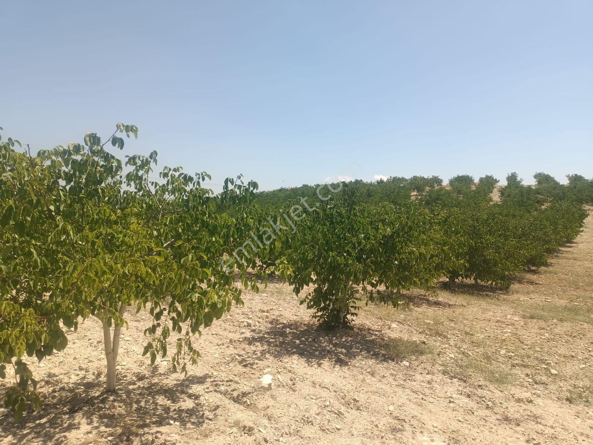 Aydıncık Emlaktan Satılık Ceviz Bahçesi 48.645m2 - Görsel 8