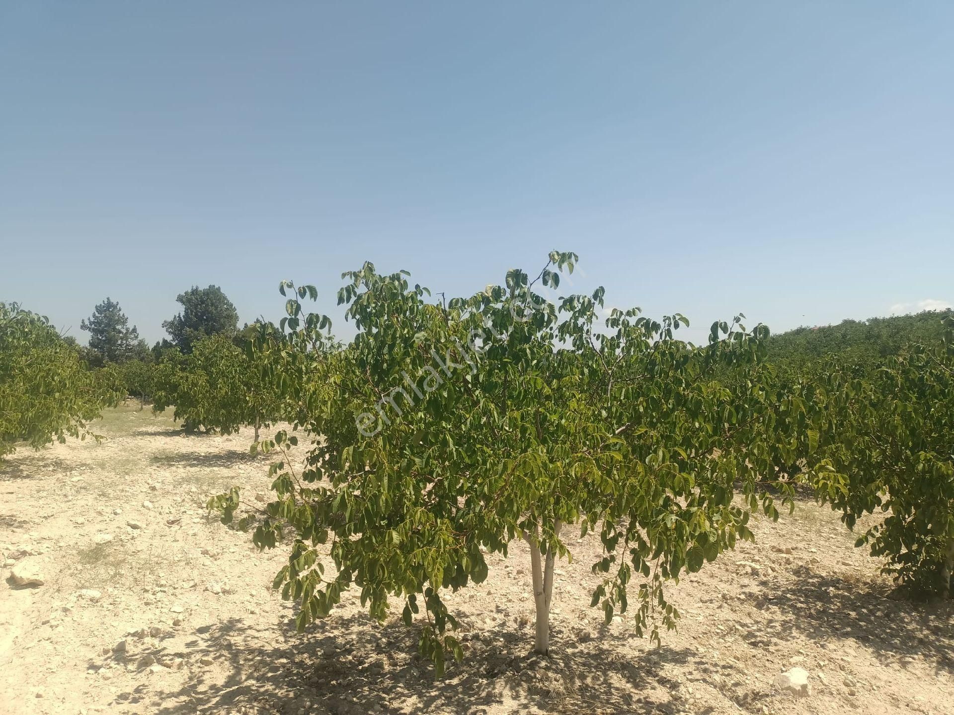 Aydıncık Emlaktan Satılık Ceviz Bahçesi 48.645m2 - Görsel 11