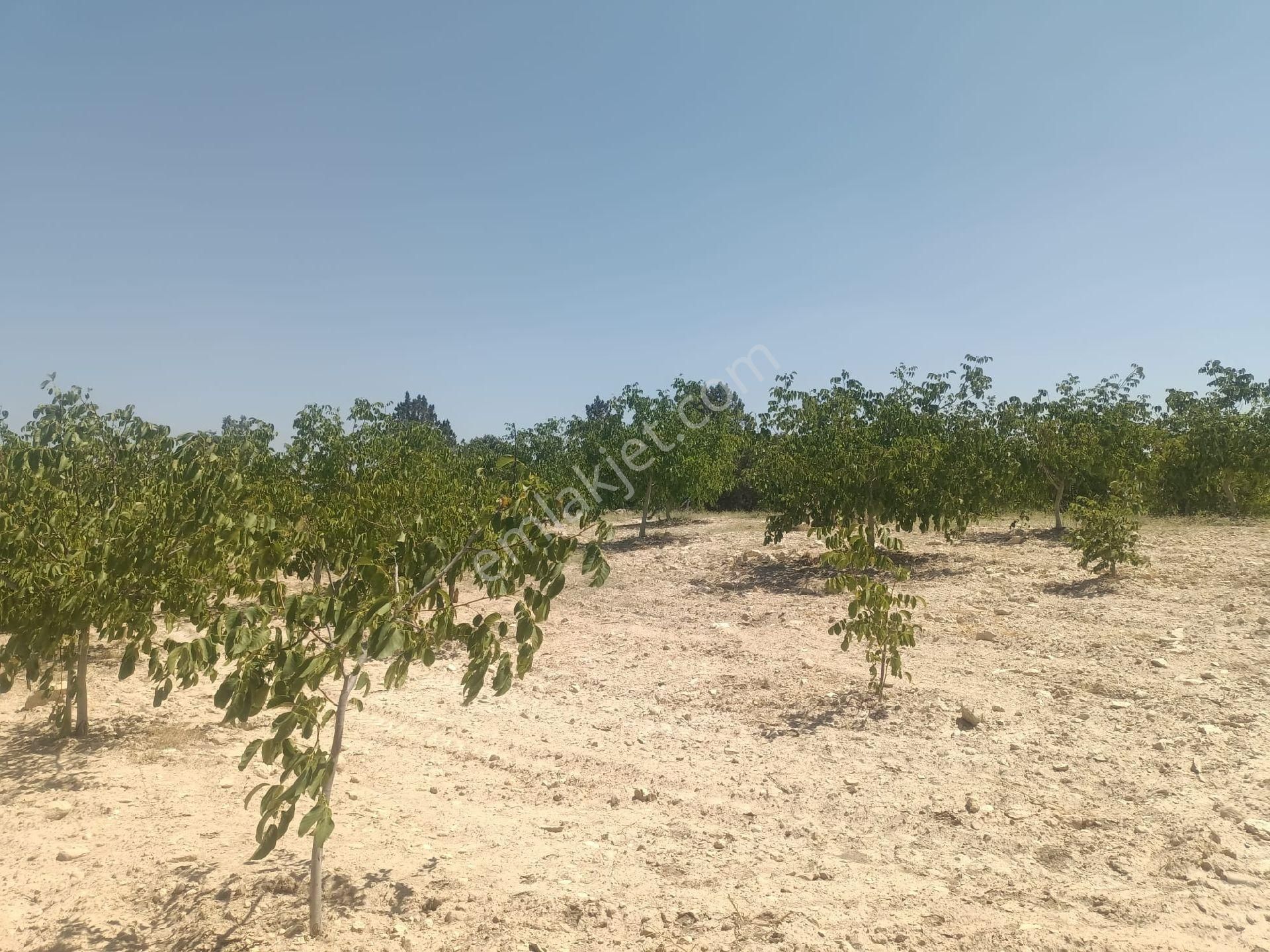 Aydıncık Emlaktan Satılık Ceviz Bahçesi 48.645m2 - Görsel 6