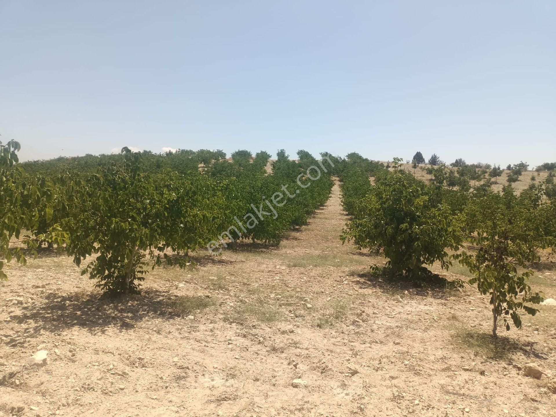 Aydıncık Emlaktan Satılık Ceviz Bahçesi 48.645m2 - Görsel 15