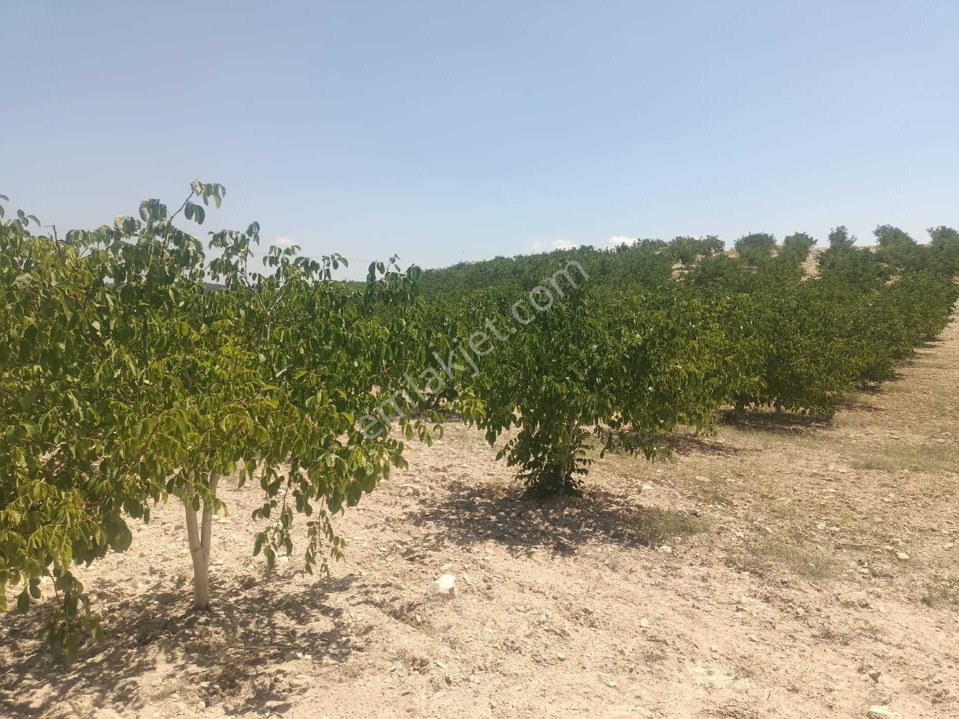 Aydıncık Emlaktan Satılık Ceviz Bahçesi 48.645m2 - Görsel 10