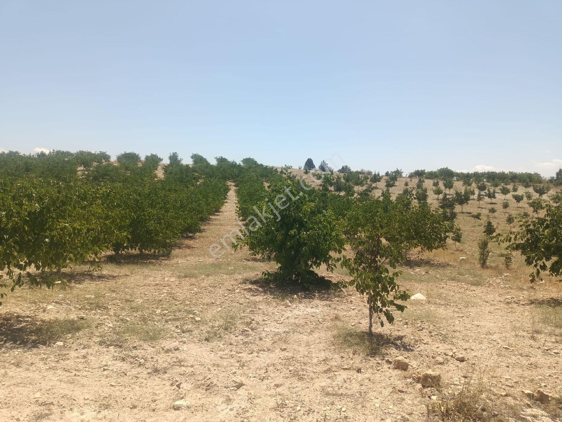 Aydıncık Emlaktan Satılık Ceviz Bahçesi 48.645m2 - Görsel 7