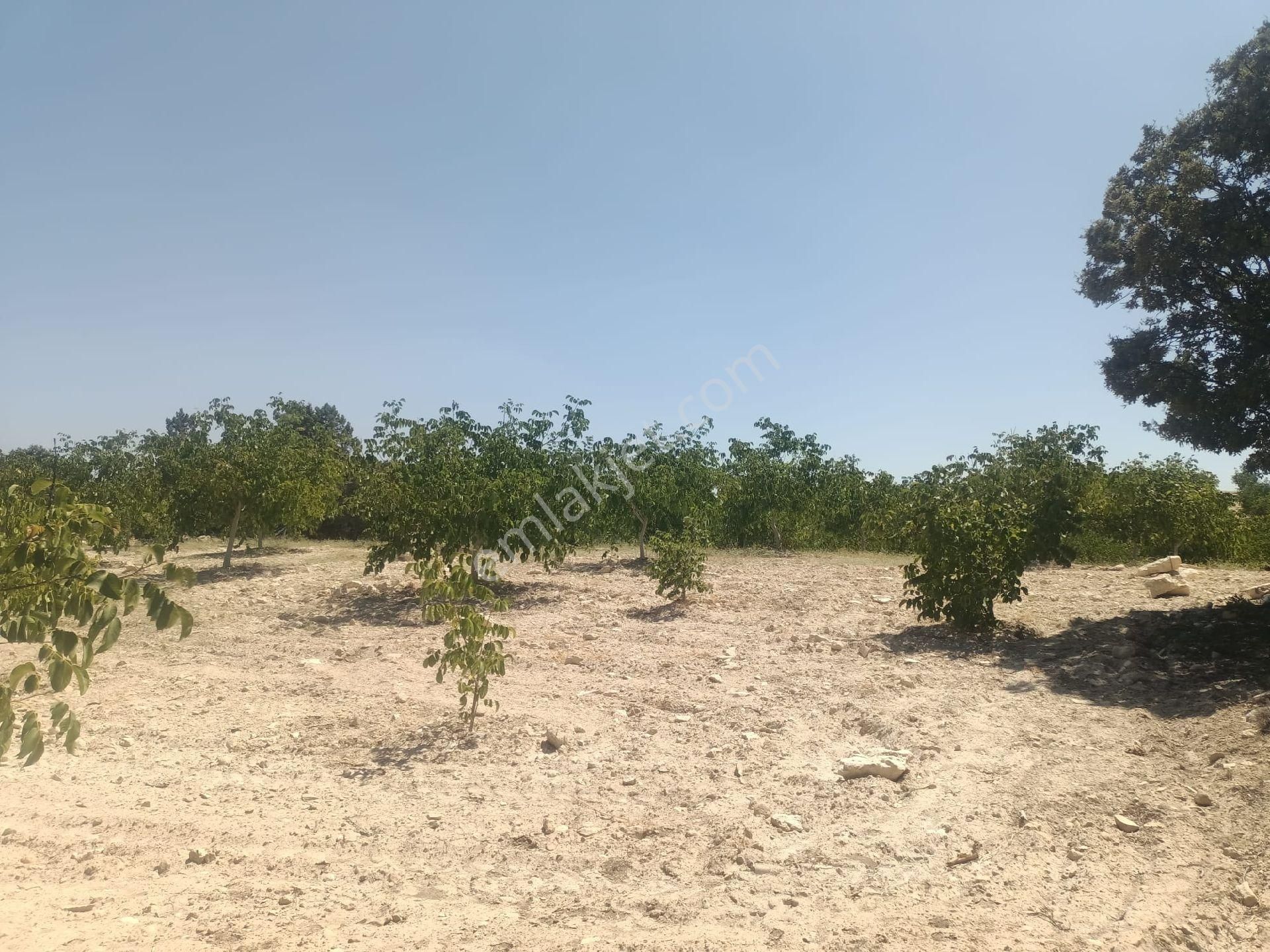 Aydıncık Emlaktan Satılık Ceviz Bahçesi 48.645m2 - Görsel 5