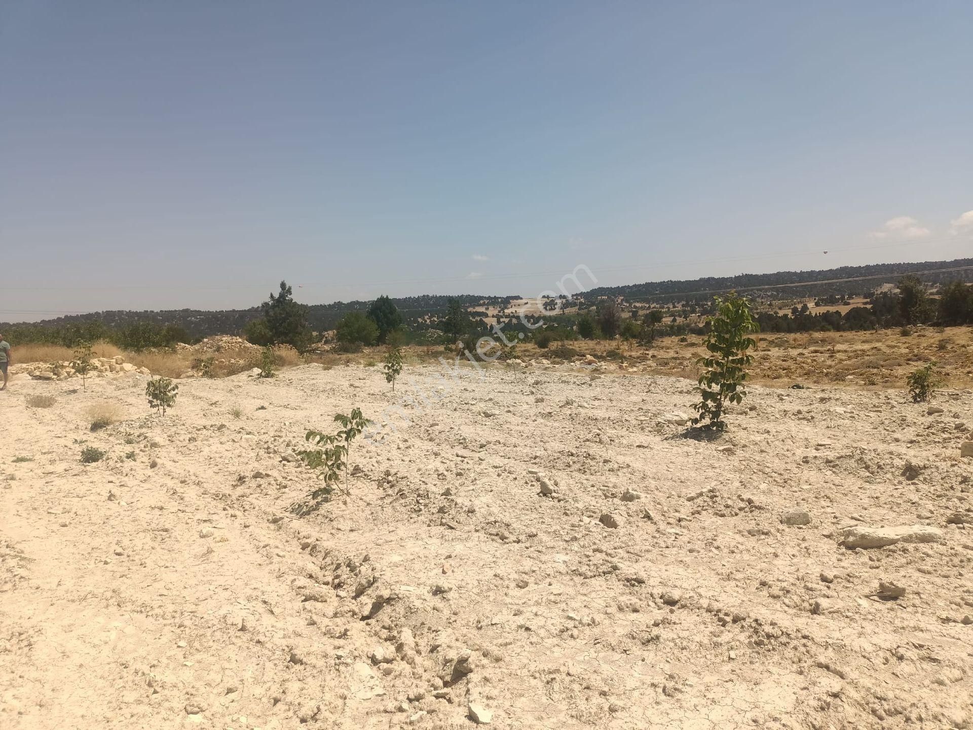 Aydıncık Emlaktan Satılık Ceviz Bahçesi 48.645m2 - Görsel 23