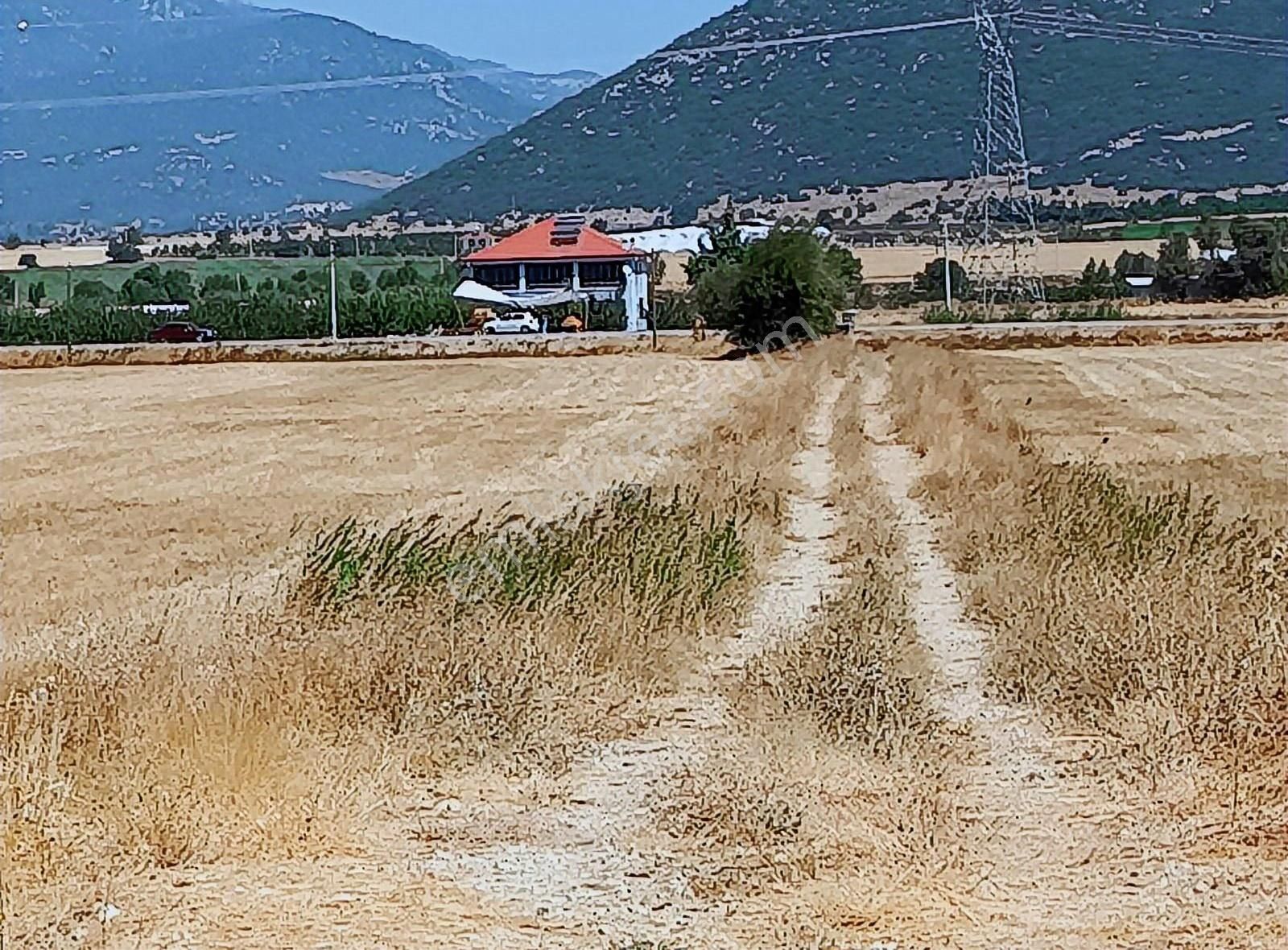 Yayla Seki Mah. Ceylan( Ana Yola Çok Yakın ) Satılık Tarla - Görsel 3