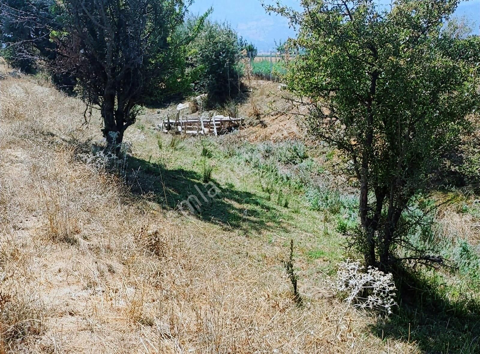 Yayla Seki Mah. Ceylan( Ana Yola Çok Yakın ) Satılık Tarla - Görsel 12