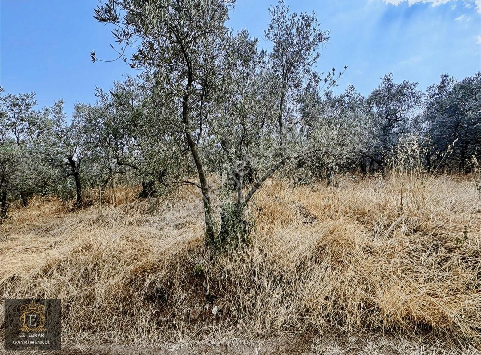 Mudanya Çepni Mahallesinde 268 M2 Bahçe - Görsel 15