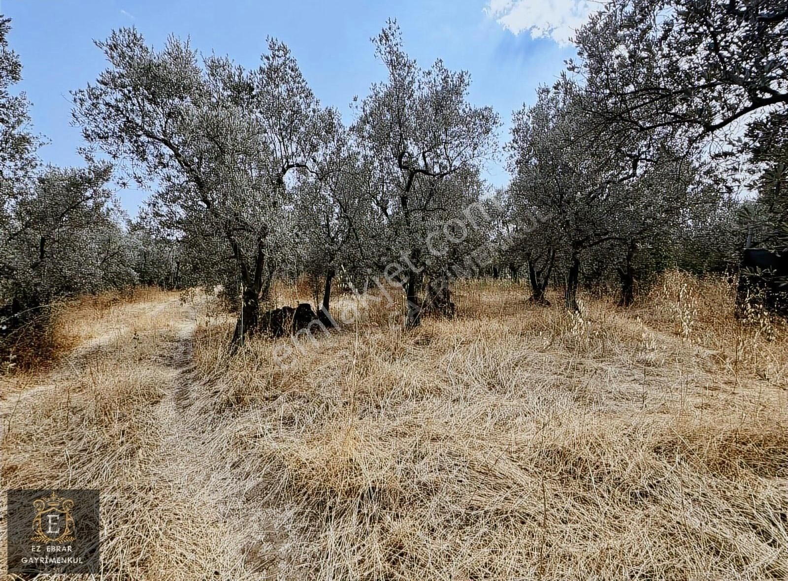 Mudanya Çepni Mahallesinde 268 M2 Bahçe - Görsel 3