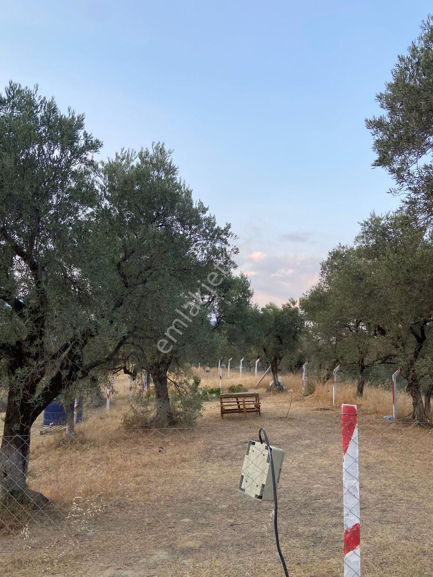 Kaya Emlak'tan Kemalpaşa Vişneli Bölgesinde Satılık Bahçe - Görsel 7