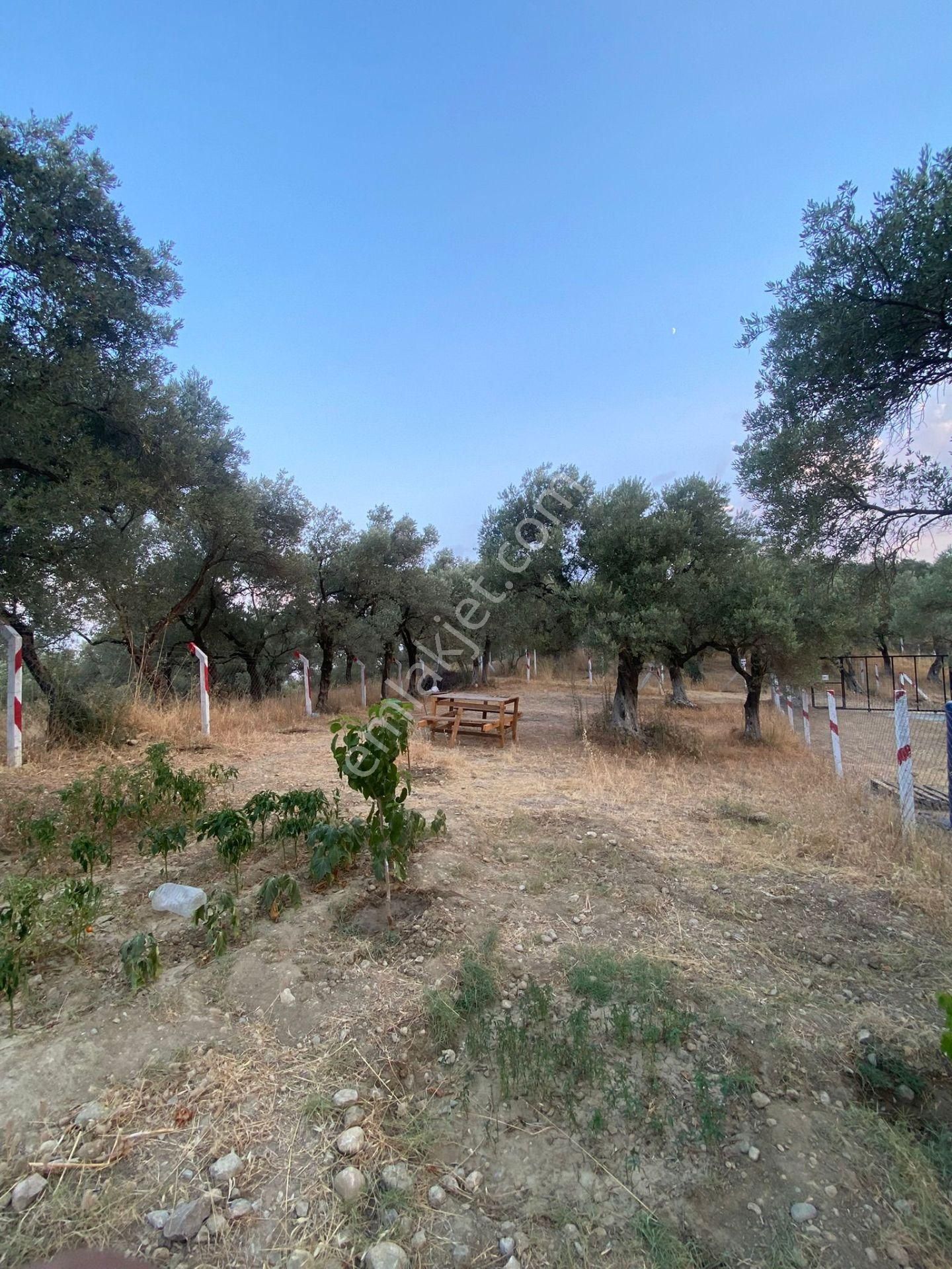 Kaya Emlak'tan Kemalpaşa Vişneli Bölgesinde Satılık Bahçe - Görsel 6