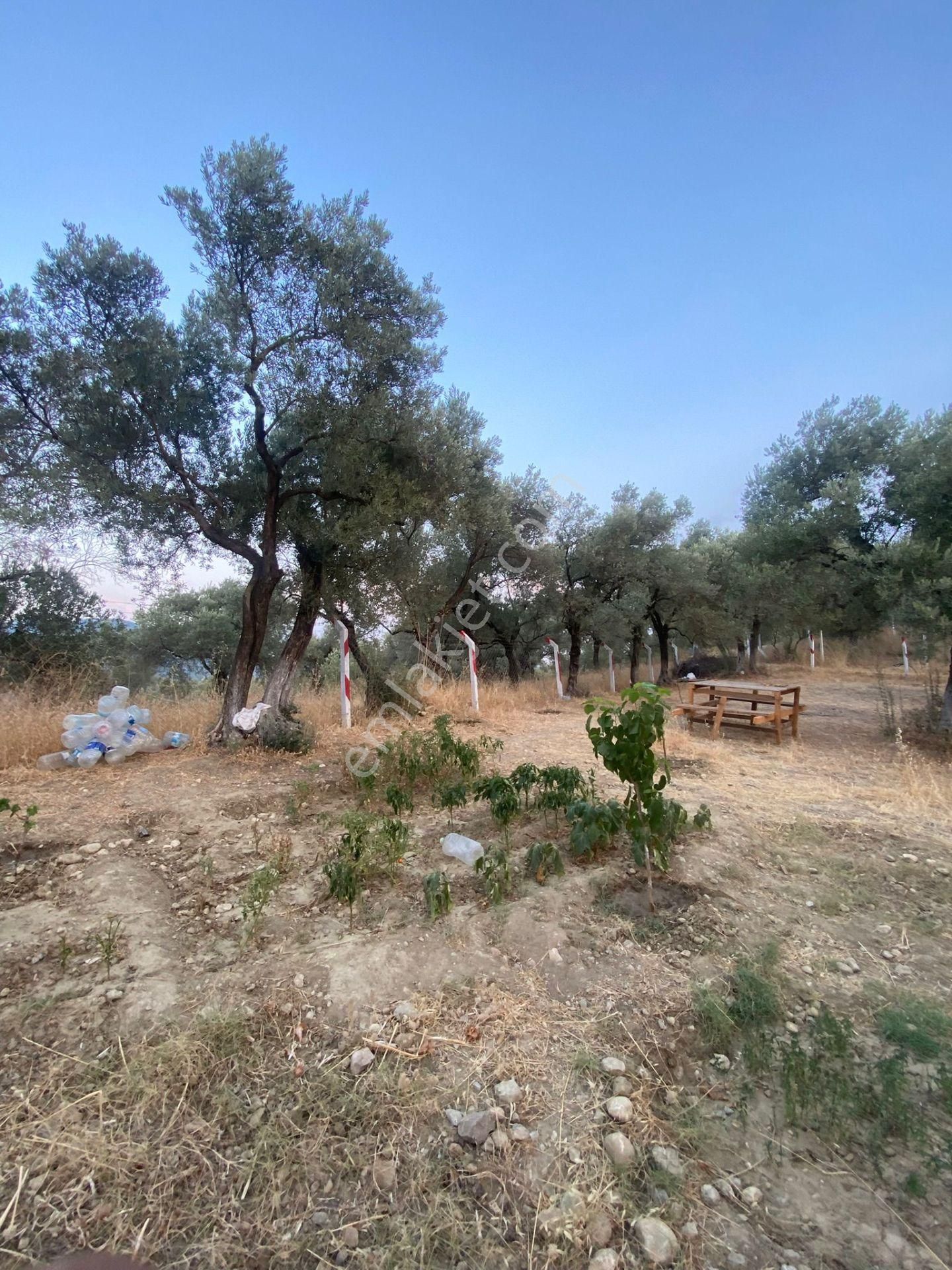 Kaya Emlak'tan Kemalpaşa Vişneli Bölgesinde Satılık Bahçe - Görsel 3