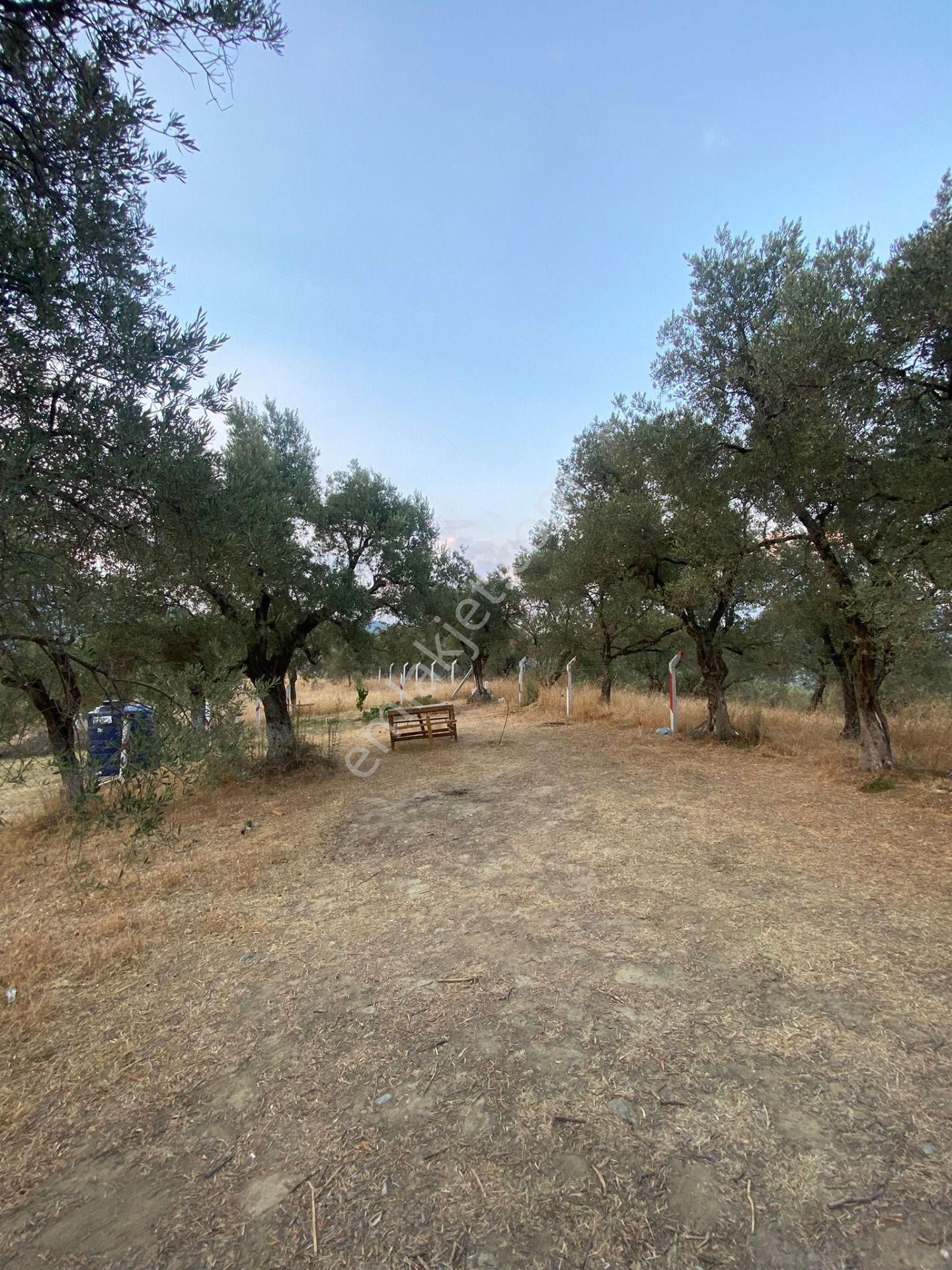 Kaya Emlak'tan Kemalpaşa Vişneli Bölgesinde Satılık Bahçe - Görsel 9