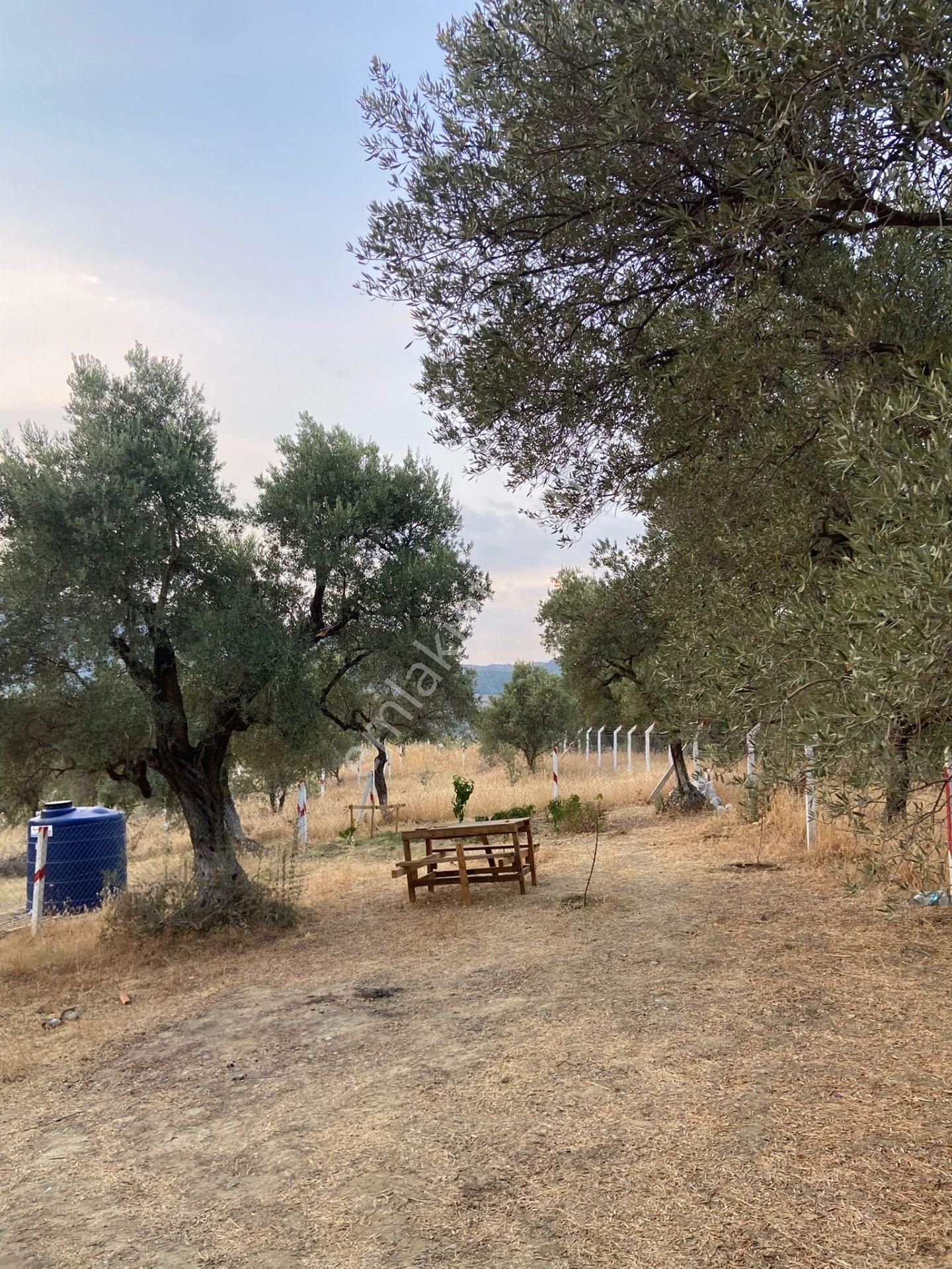 Kaya Emlak'tan Kemalpaşa Vişneli Bölgesinde Satılık Bahçe - Görsel 10