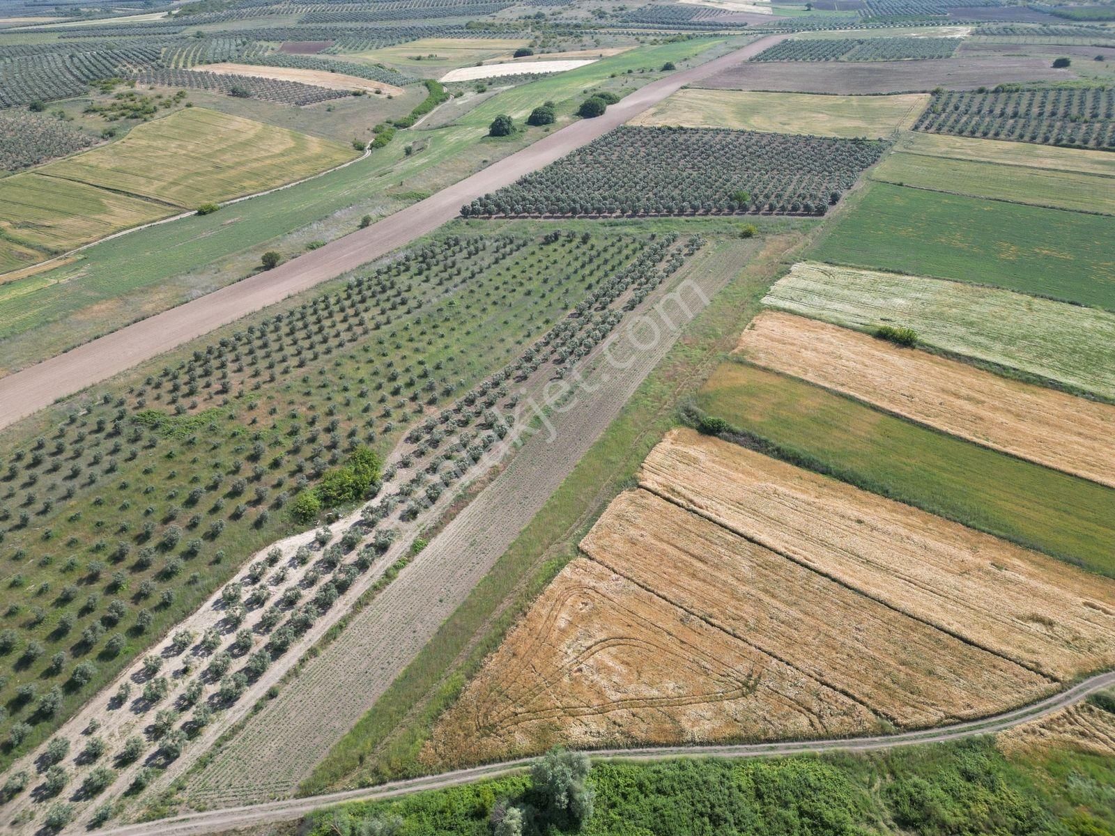 Karacabey Bölgenin En Uygunu Yola Cephe Satılık 3500 M2 Tarla
