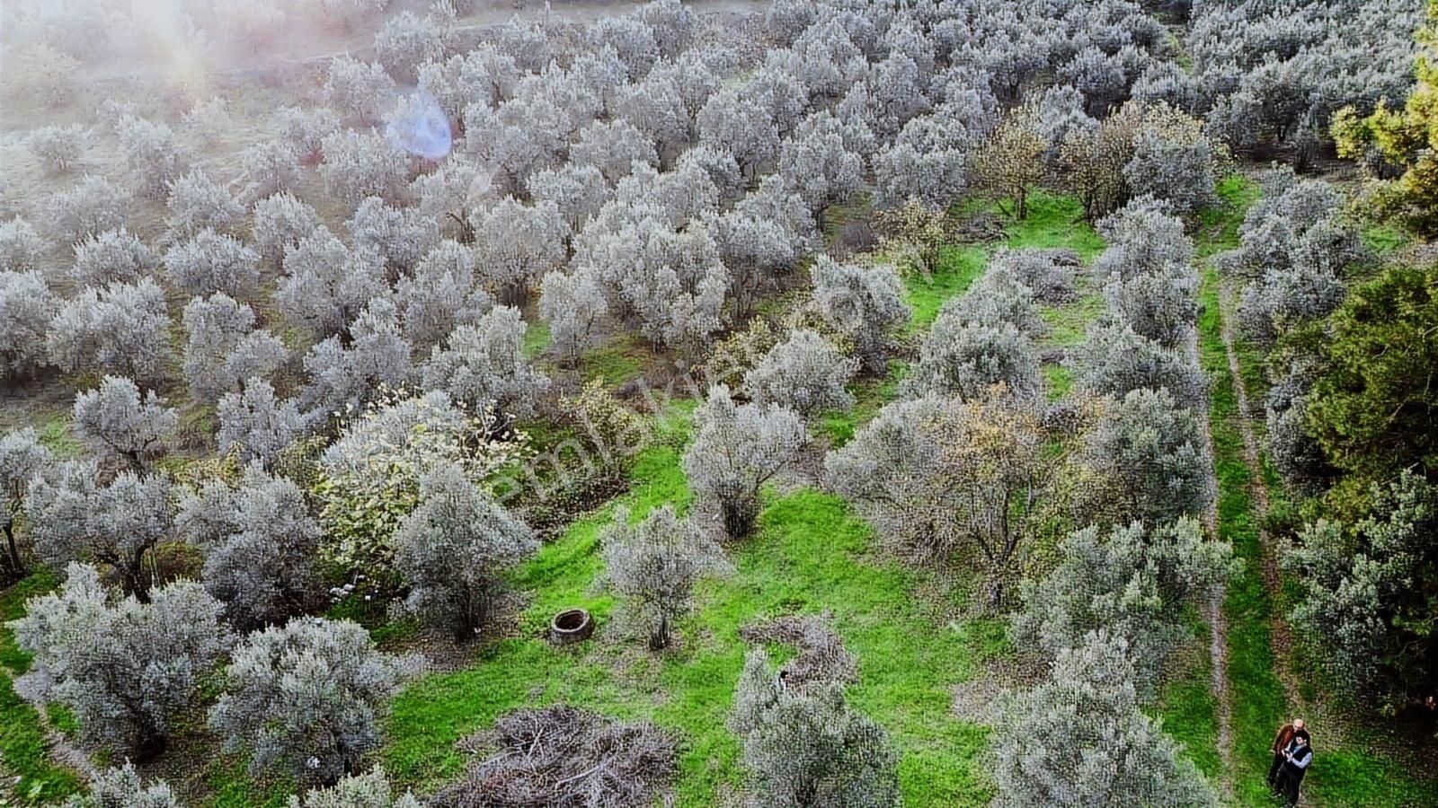 Mudanya Yaylacıkta 1800 M2 Yatırıma Uygun Arazi - Görsel 7