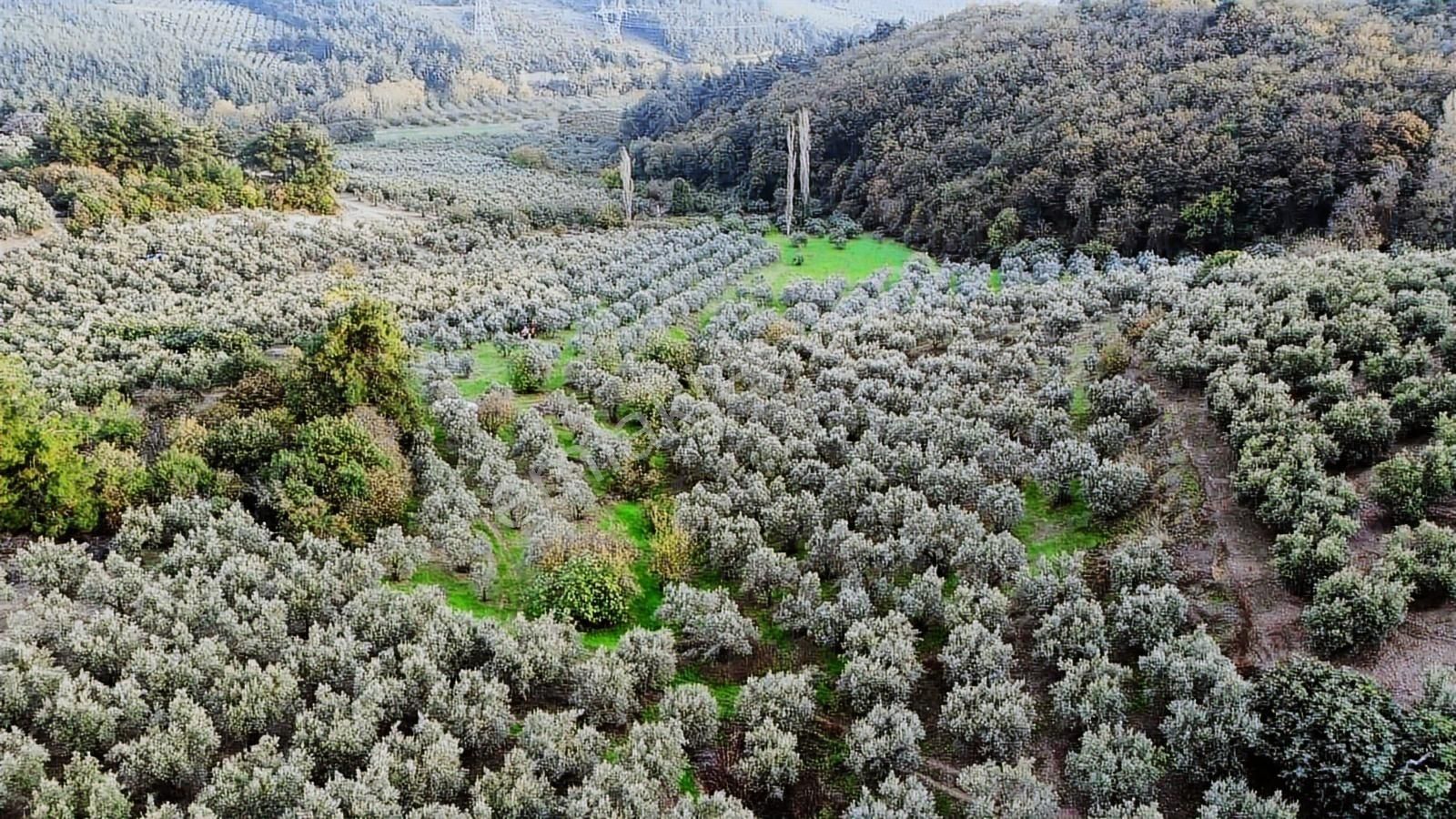 Mudanya Yaylacıkta 1800 M2 Yatırıma Uygun Arazi - Görsel 11