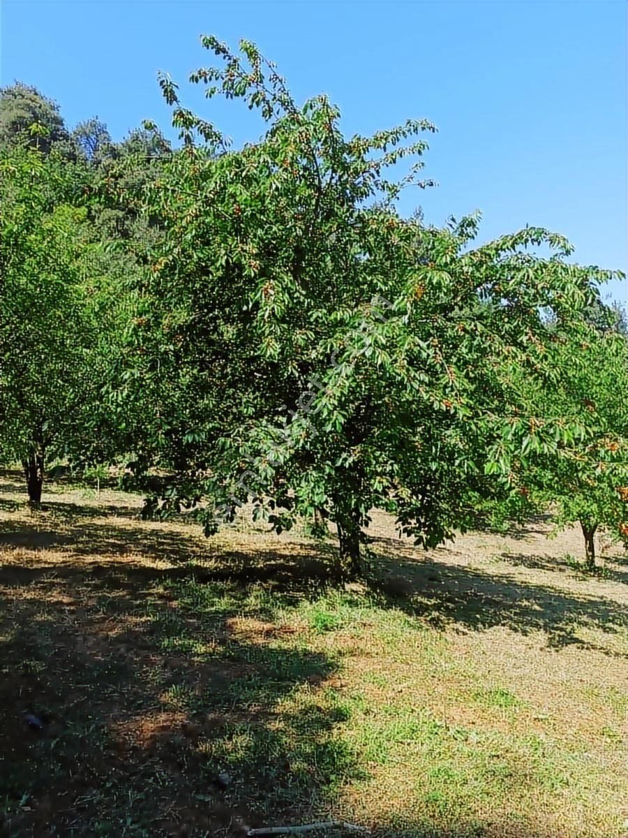Yatırım Fırsatı