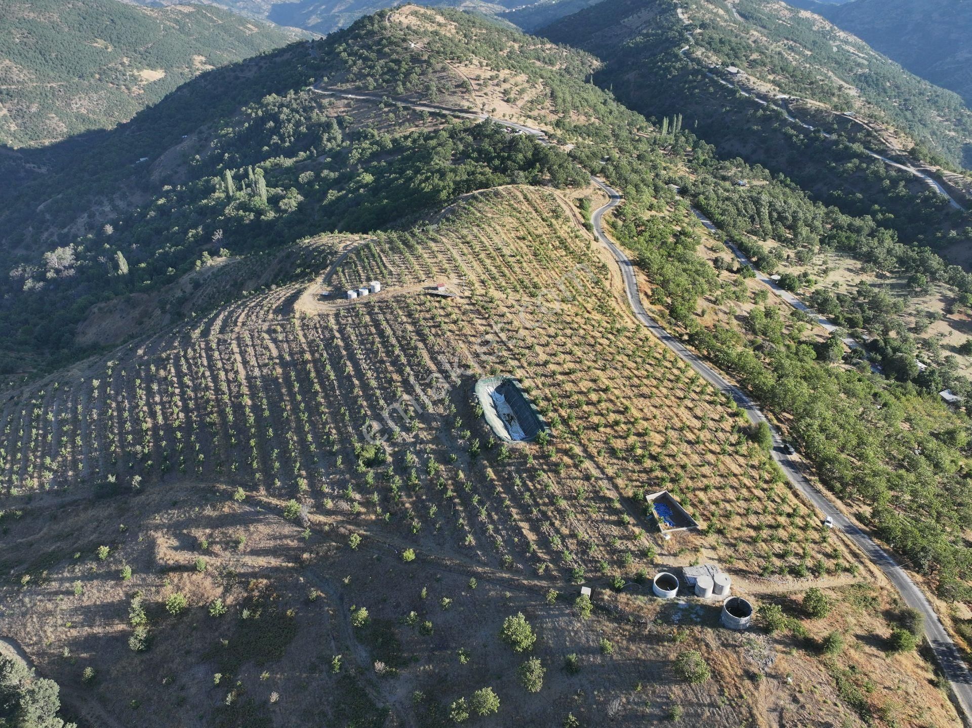 Majestic Manors - Yaylapınar’da 10 Dekar Müstakil Ceviz Bahçesi - Görsel 4