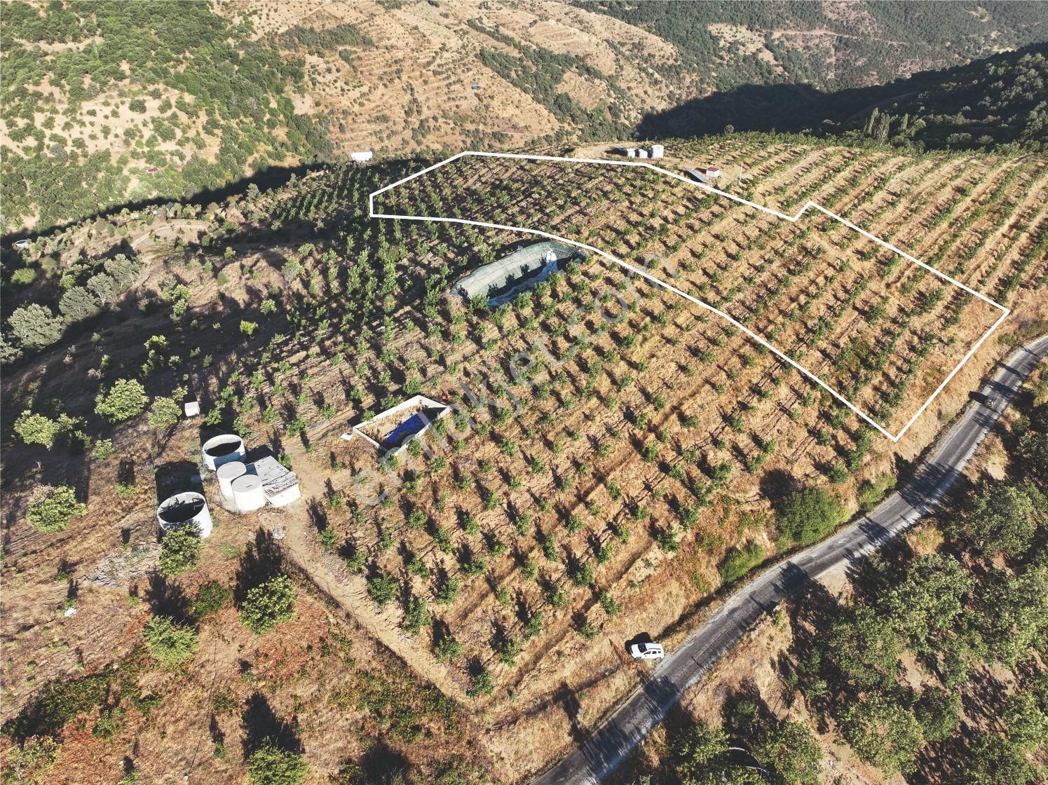Majestic Manors - Yaylapınar’da 10 Dekar Müstakil Ceviz Bahçesi - Görsel 2
