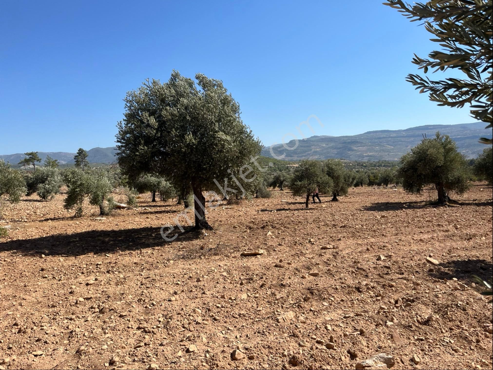 Satılık Zeytin Bahçesi