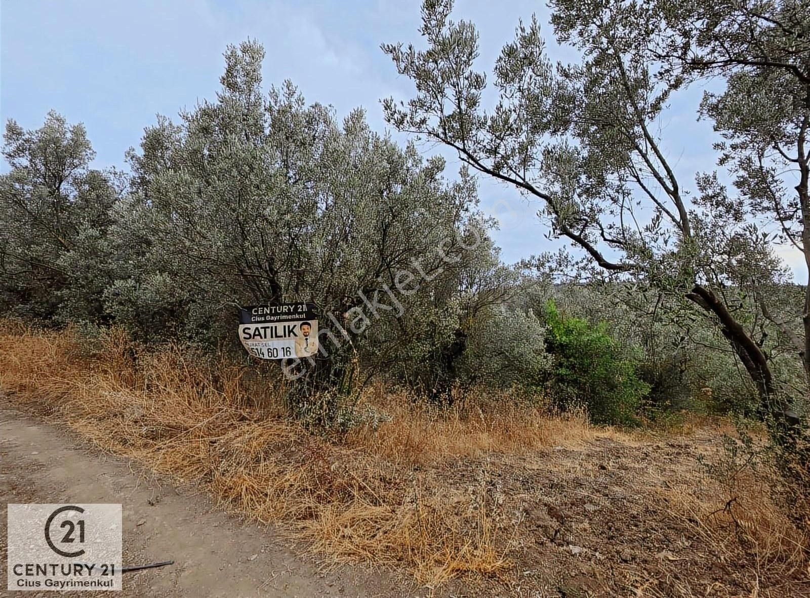 C21 Cius; Umurbey'de Hobi Bahçesi Yola İki Cepheli Zeytinlik