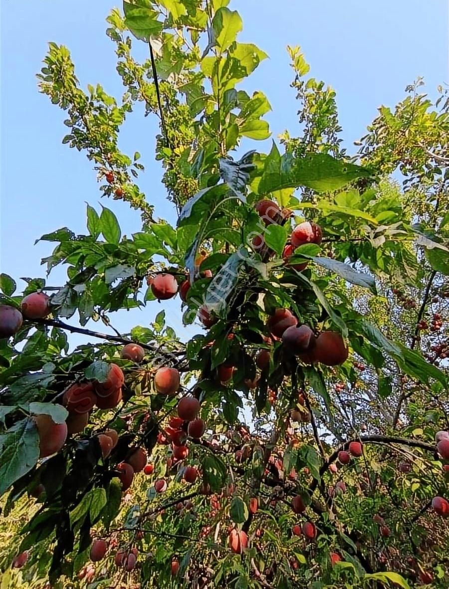 Arnavutköy Tayakadın Da Satılık Arsa