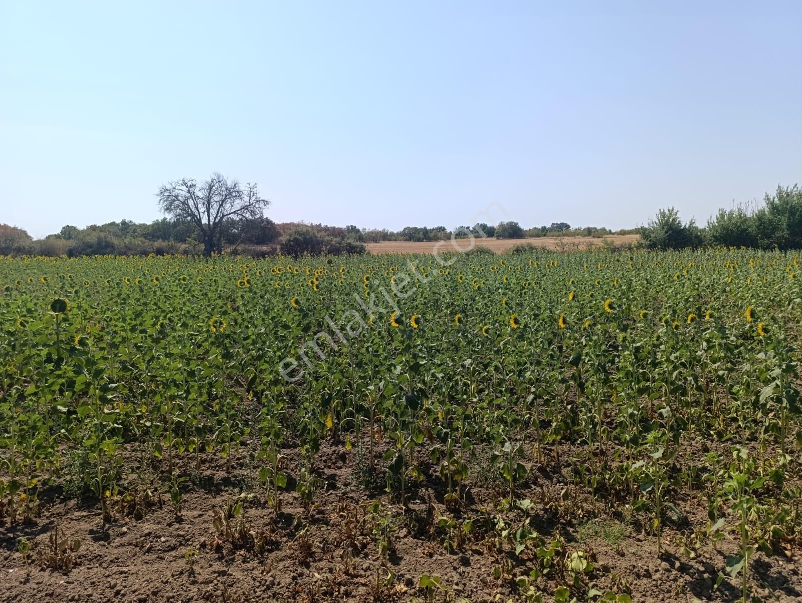 Newcıty Emlaktan Kırklareli Çayırlı Köyünde 11.184 M2 Tarla