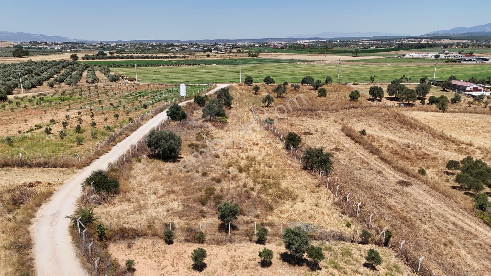 İzmir Oğlananasında Satılık 1.770 M2 Asfalt Cepheli Etrafı Çevrili Bahçe - Görsel 5