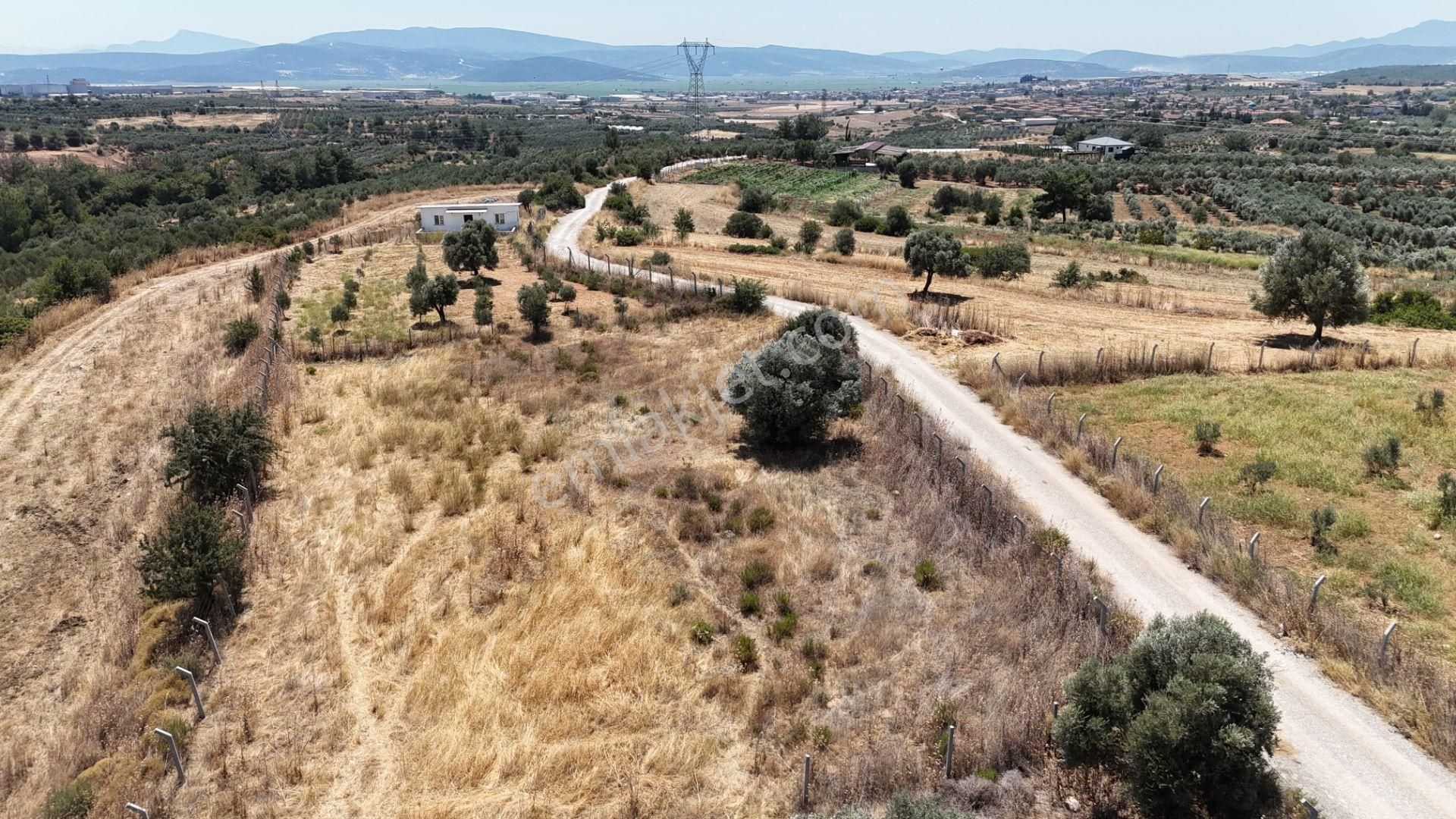 İzmir Oğlananasında Satılık 1.770 M2 Asfalt Cepheli Etrafı Çevrili Bahçe - Görsel 10