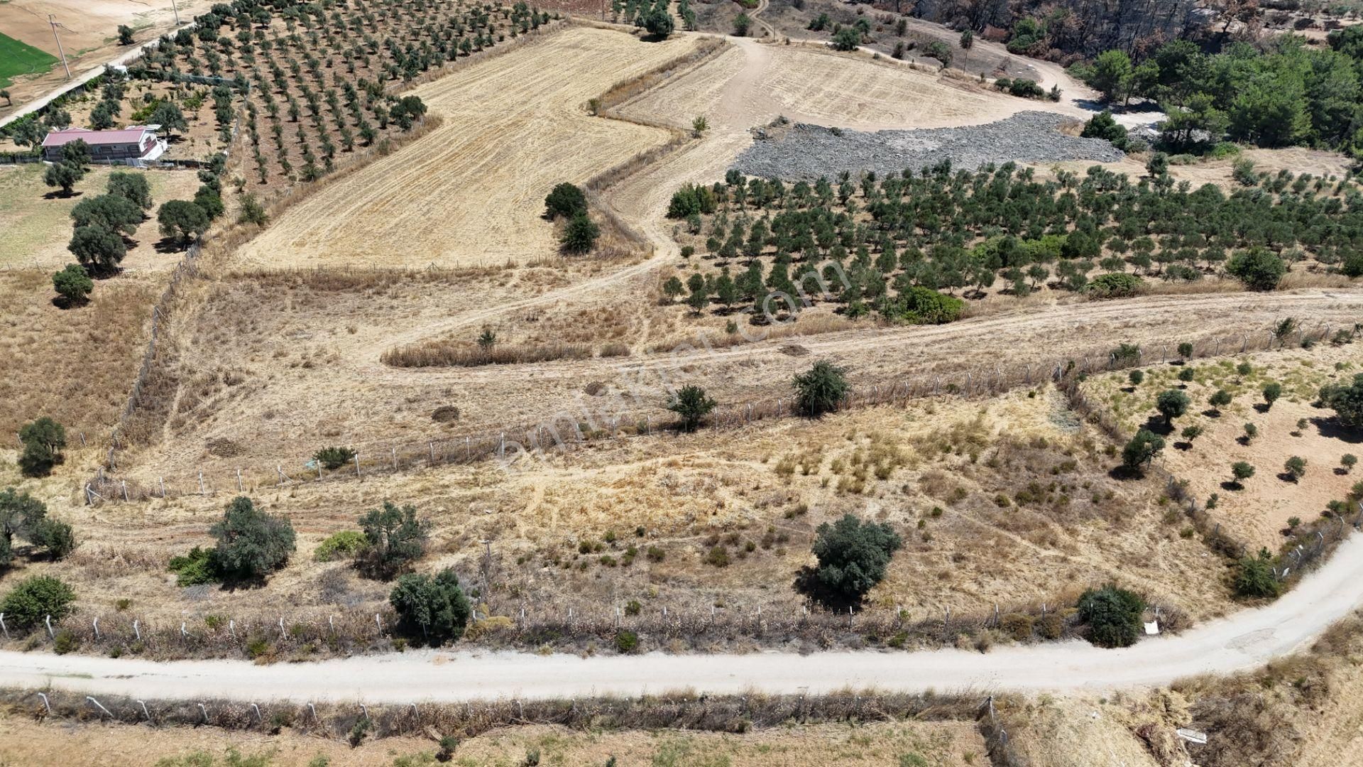 İzmir Oğlananasında Satılık 1.770 M2 Asfalt Cepheli Etrafı Çevrili Bahçe - Görsel 12