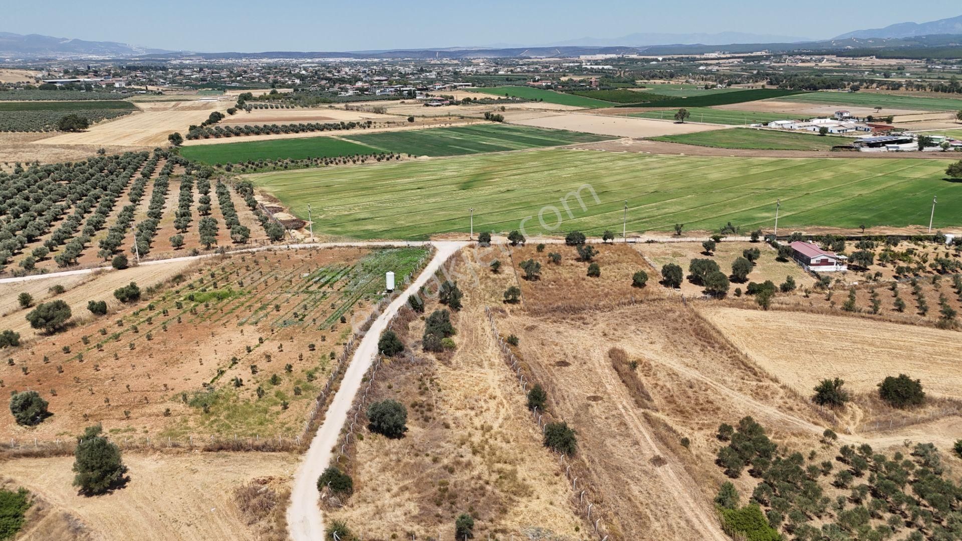 İzmir Oğlananasında Satılık 1.770 M2 Asfalt Cepheli Etrafı Çevrili Bahçe - Görsel 8