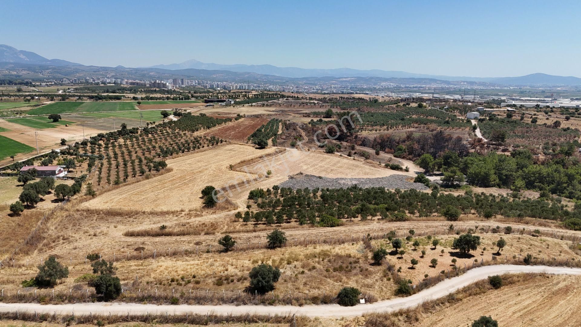 İzmir Oğlananasında Satılık 1.770 M2 Asfalt Cepheli Etrafı Çevrili Bahçe - Görsel 14