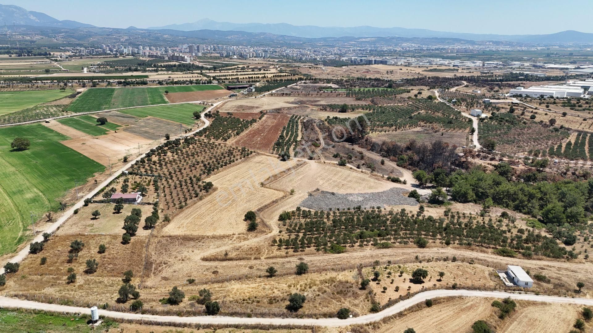 İzmir Oğlananasında Satılık 1.770 M2 Asfalt Cepheli Etrafı Çevrili Bahçe - Görsel 13