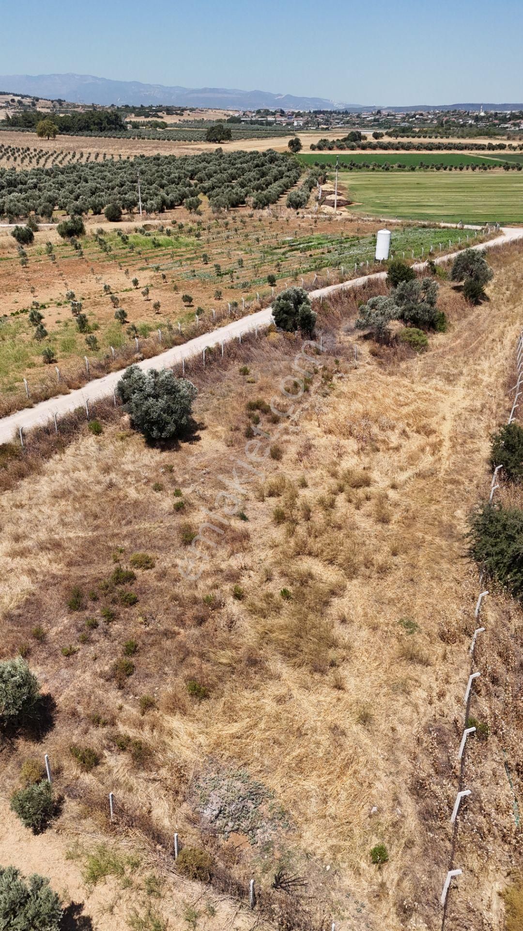İzmir Oğlananasında Satılık 1.770 M2 Asfalt Cepheli Etrafı Çevrili Bahçe - Görsel 19