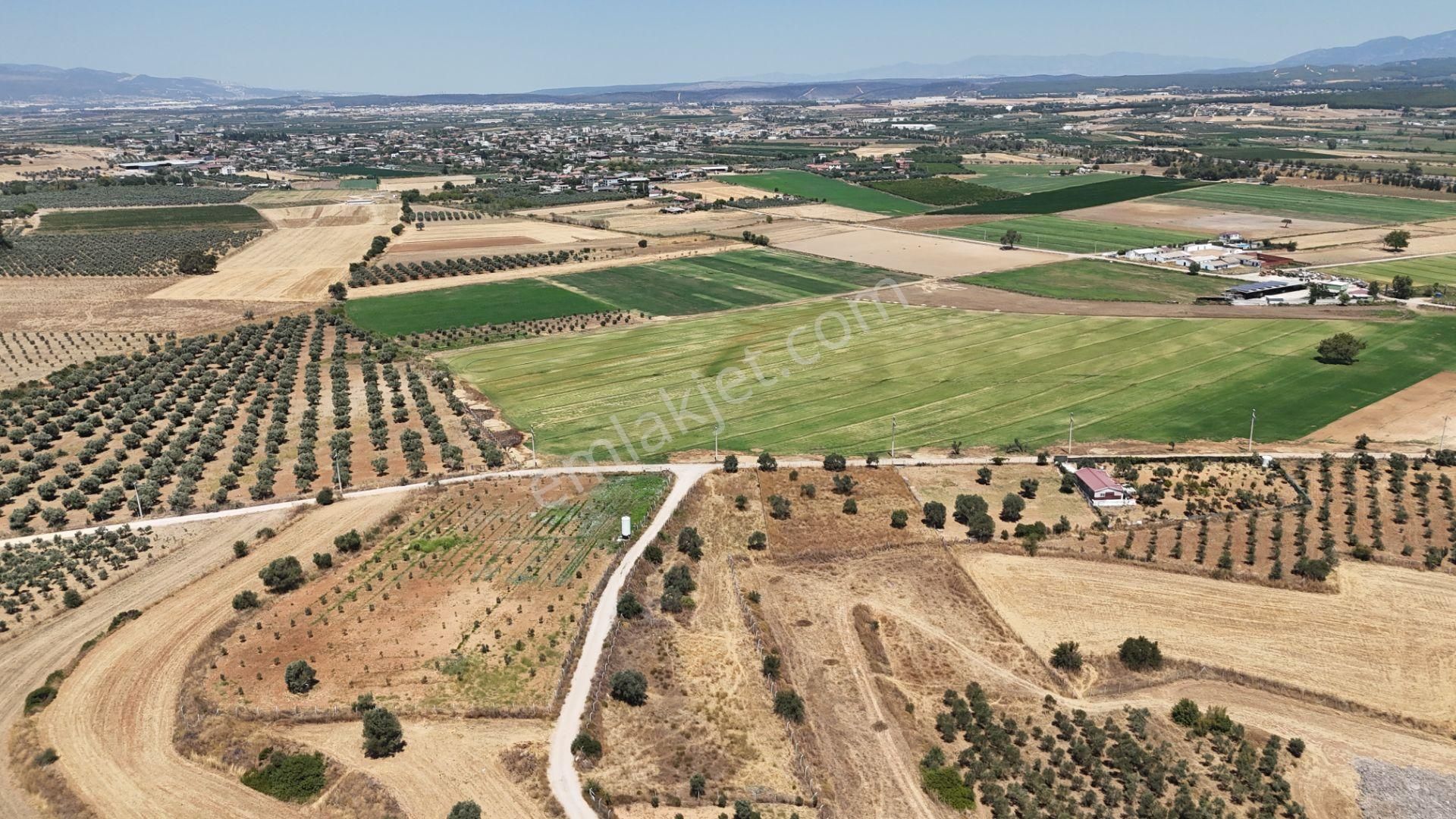 İzmir Oğlananasında Satılık 1.770 M2 Asfalt Cepheli Etrafı Çevrili Bahçe - Görsel 4