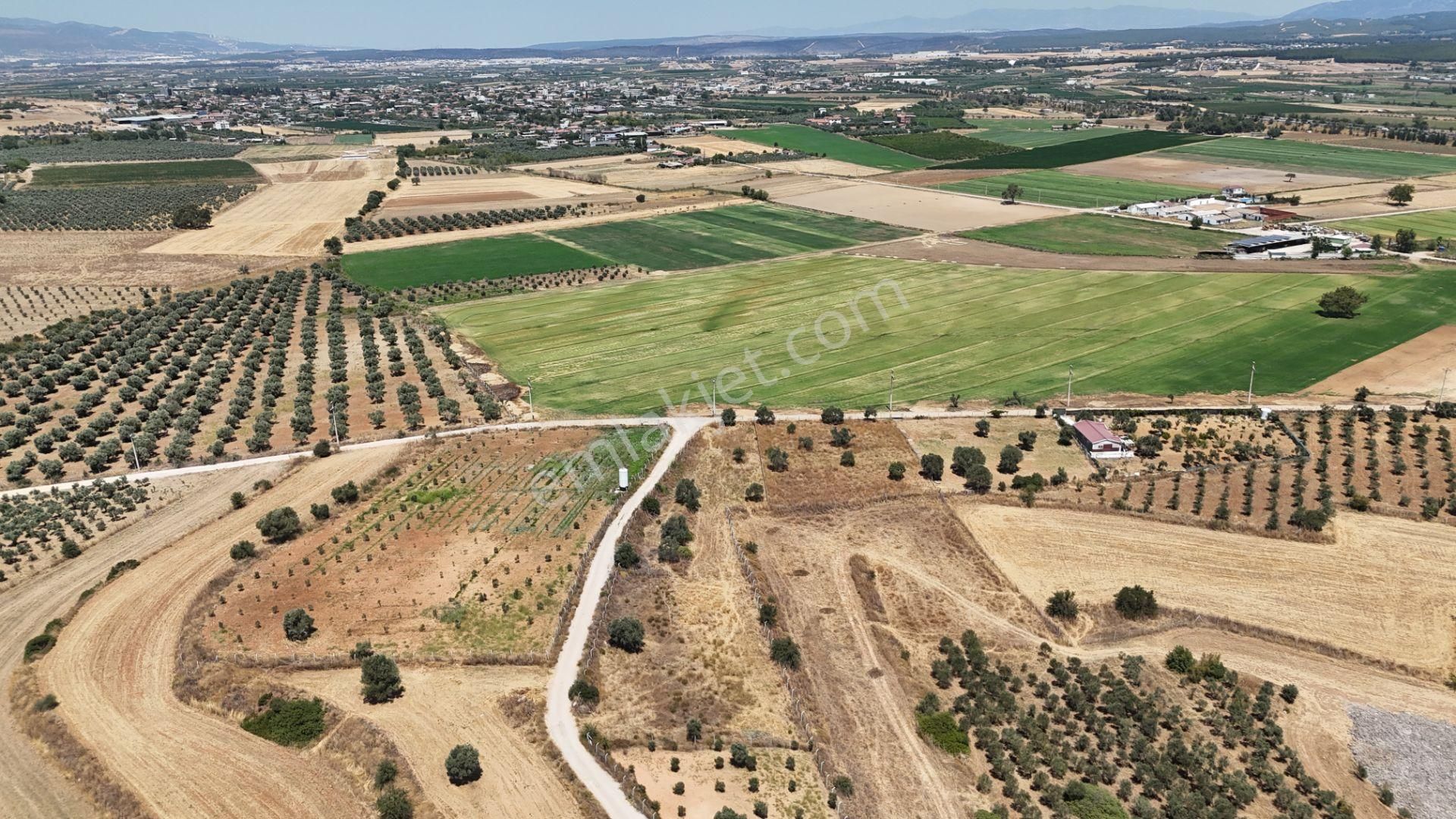 İzmir Oğlananasında Satılık 1.770 M2 Asfalt Cepheli Etrafı Çevrili Bahçe - Görsel 3