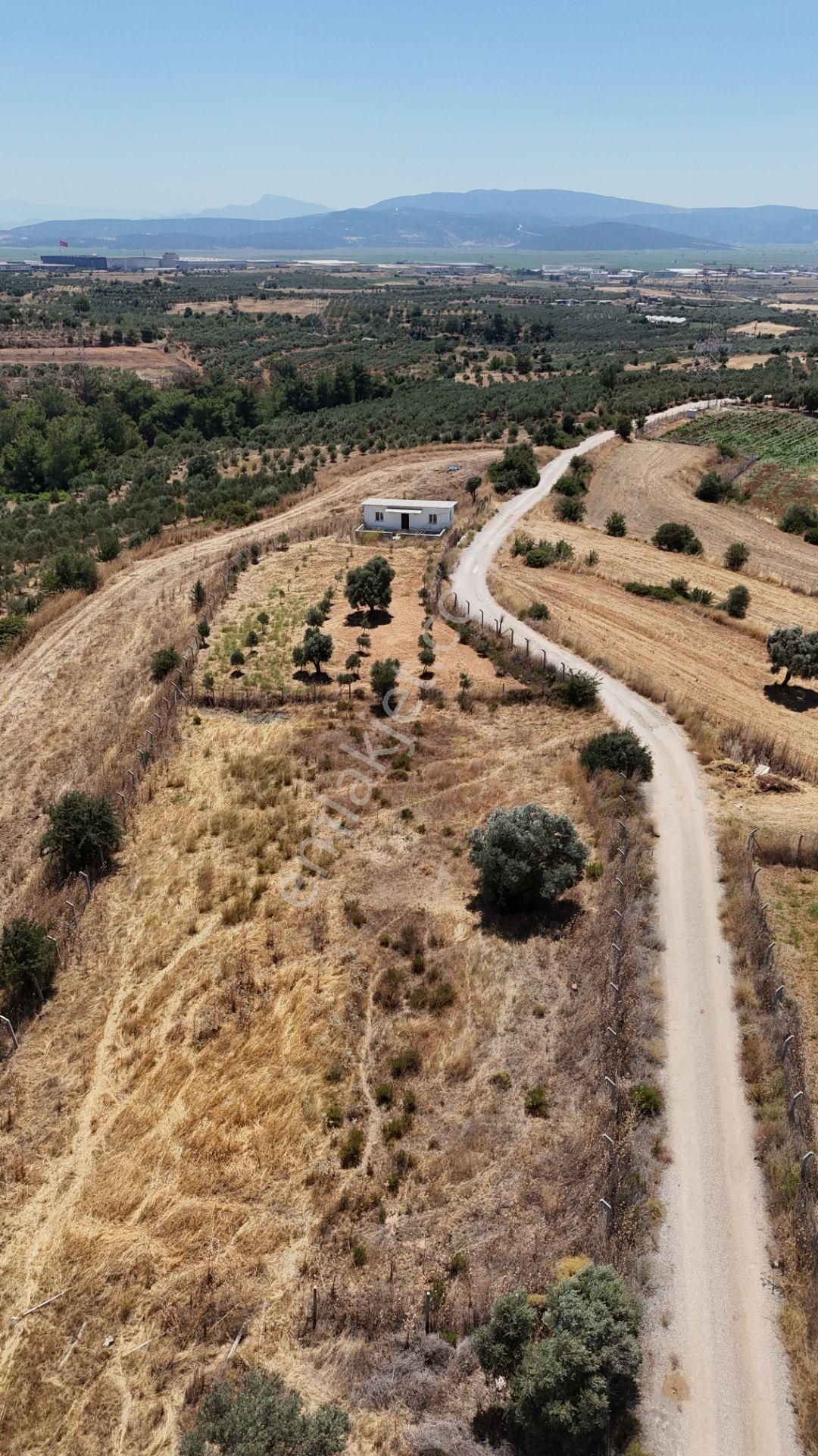 İzmir Oğlananasında Satılık 1.770 M2 Asfalt Cepheli Etrafı Çevrili Bahçe - Görsel 15