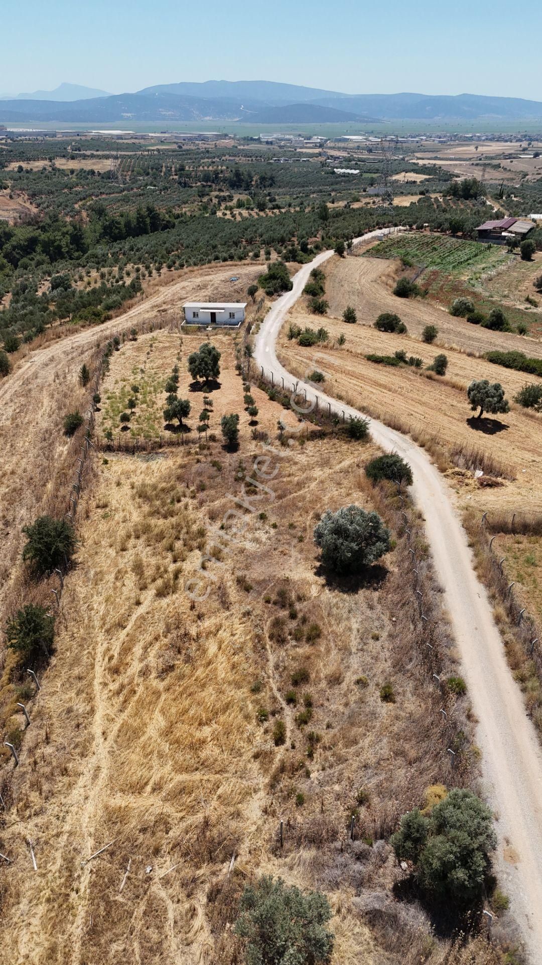 İzmir Oğlananasında Satılık 1.770 M2 Asfalt Cepheli Etrafı Çevrili Bahçe - Görsel 16