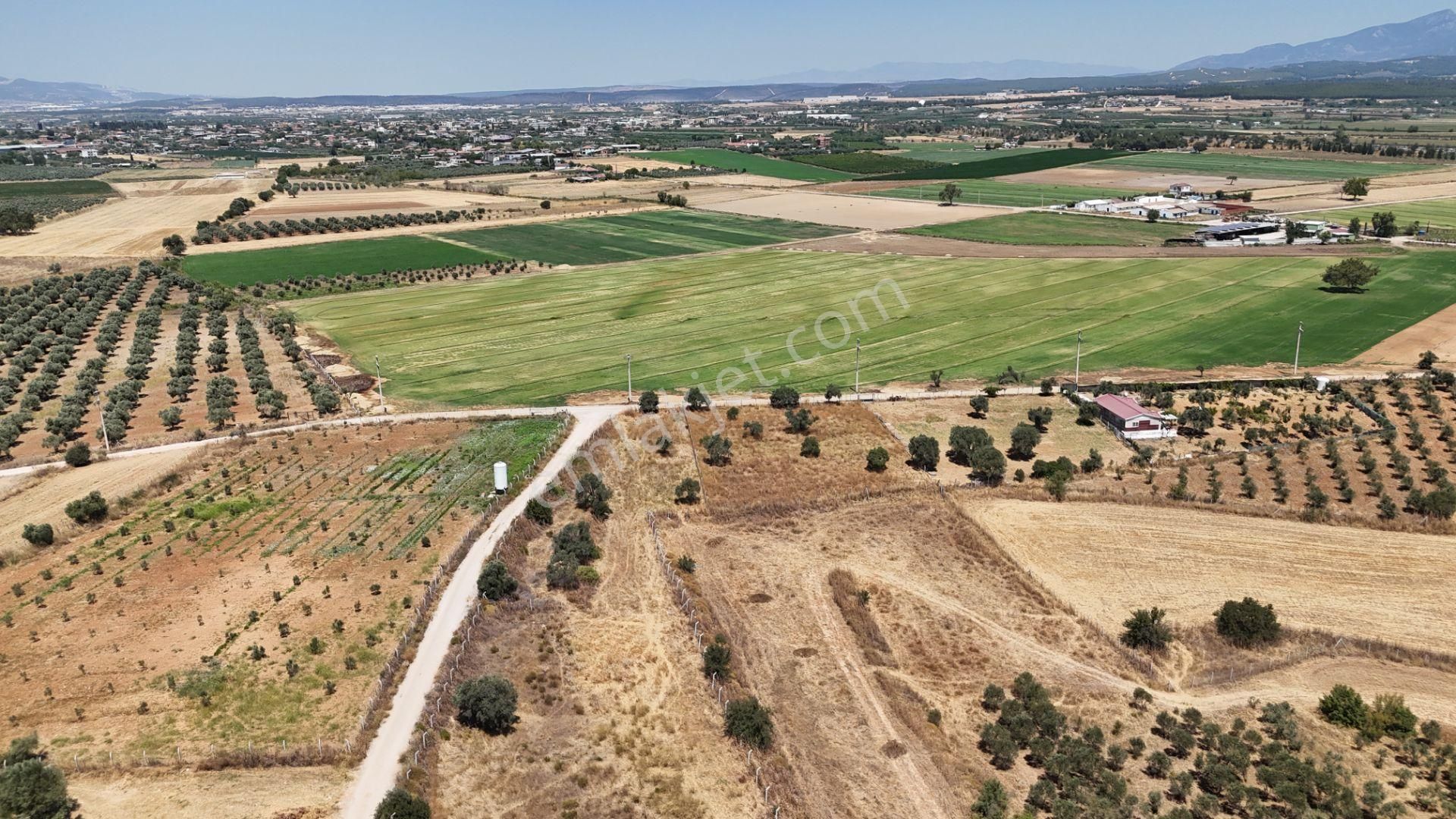 İzmir Oğlananasında Satılık 1.770 M2 Asfalt Cepheli Etrafı Çevrili Bahçe - Görsel 2