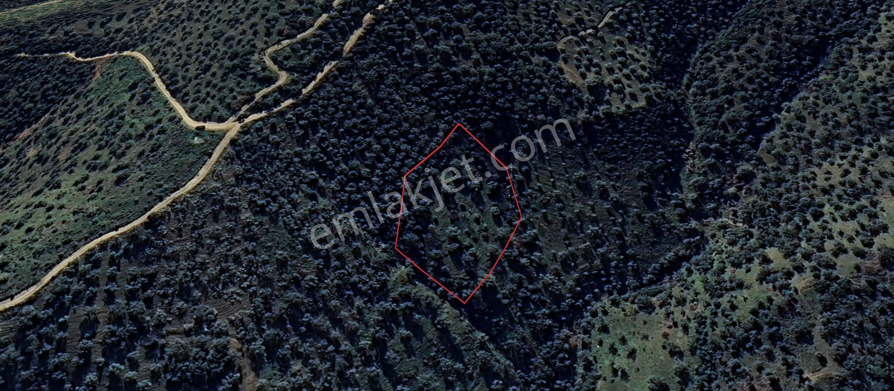 Antika Gayrimenkul'den Bozcayakada Fırsat Zeytinlik