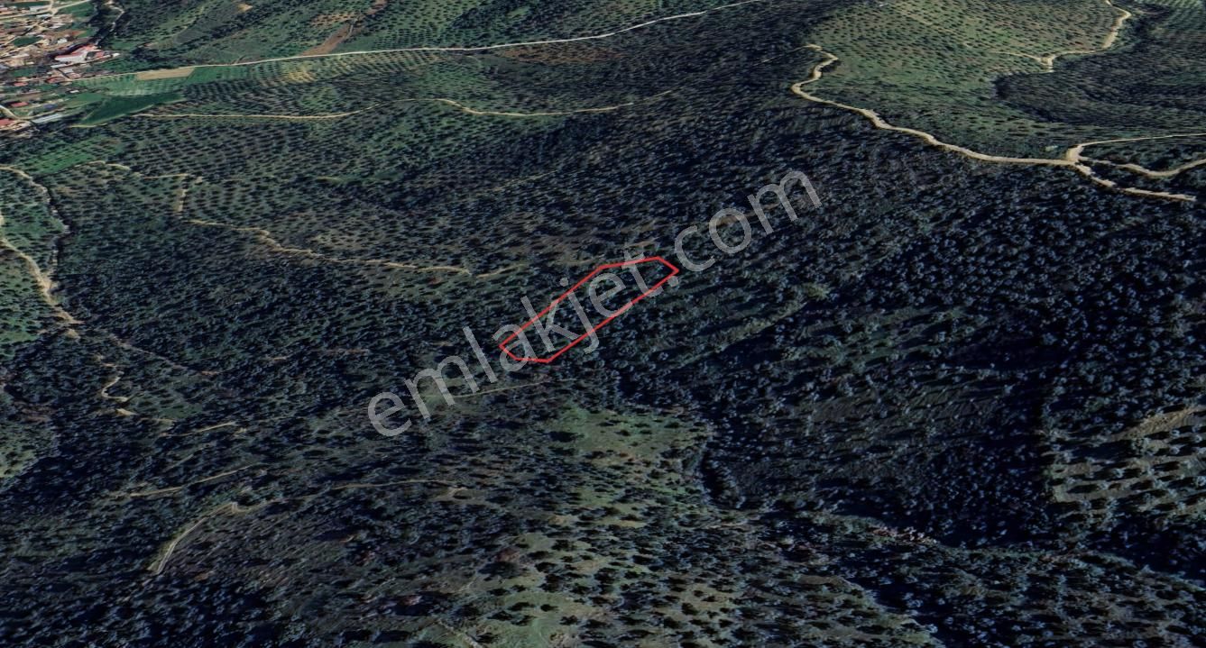Antika Gayrimenkul'den Bozcayakada Fırsat Zeytinlik - Görsel 3